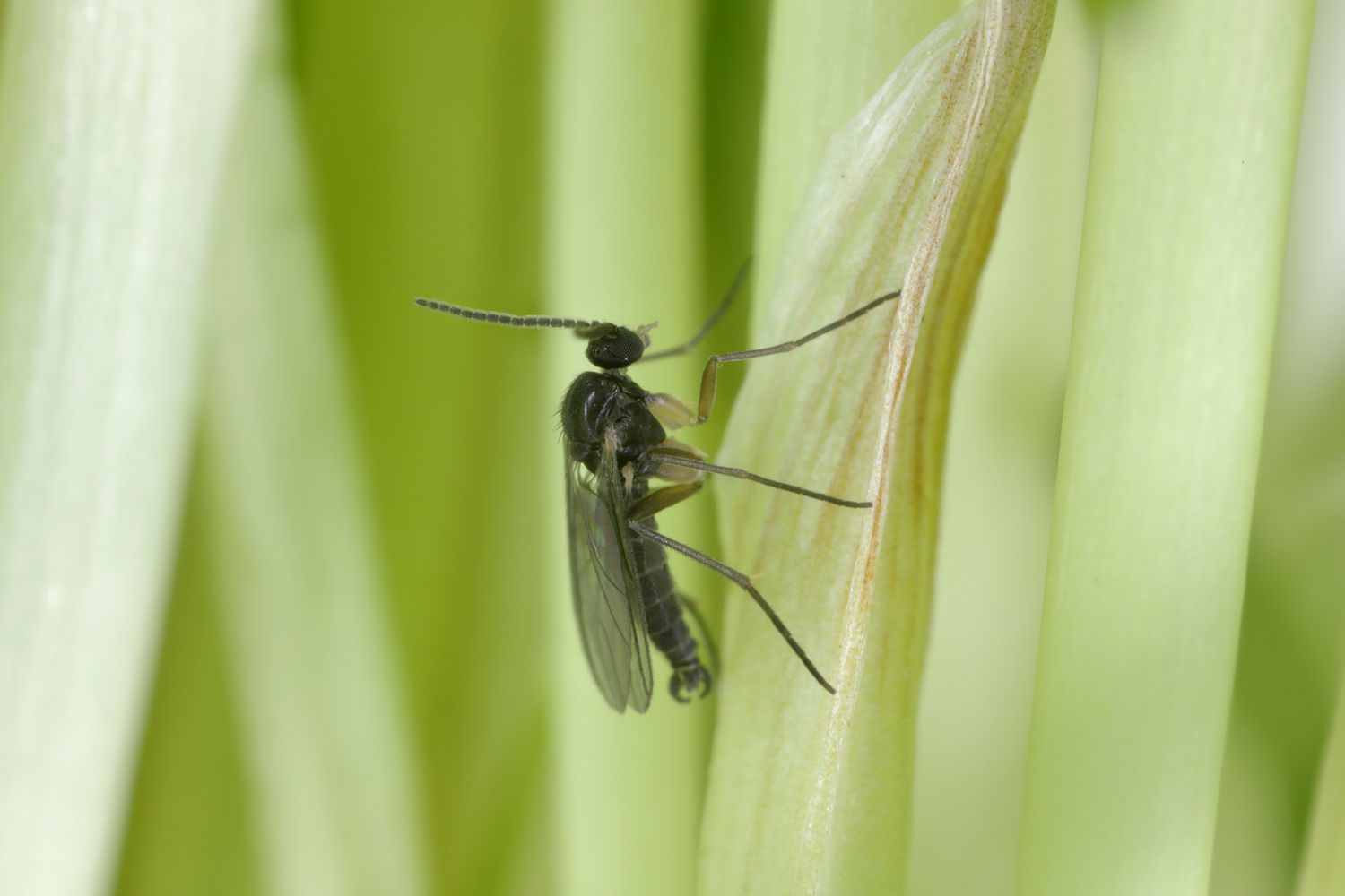 How to Get Rid of Flies in Office Plants: Expert Tips