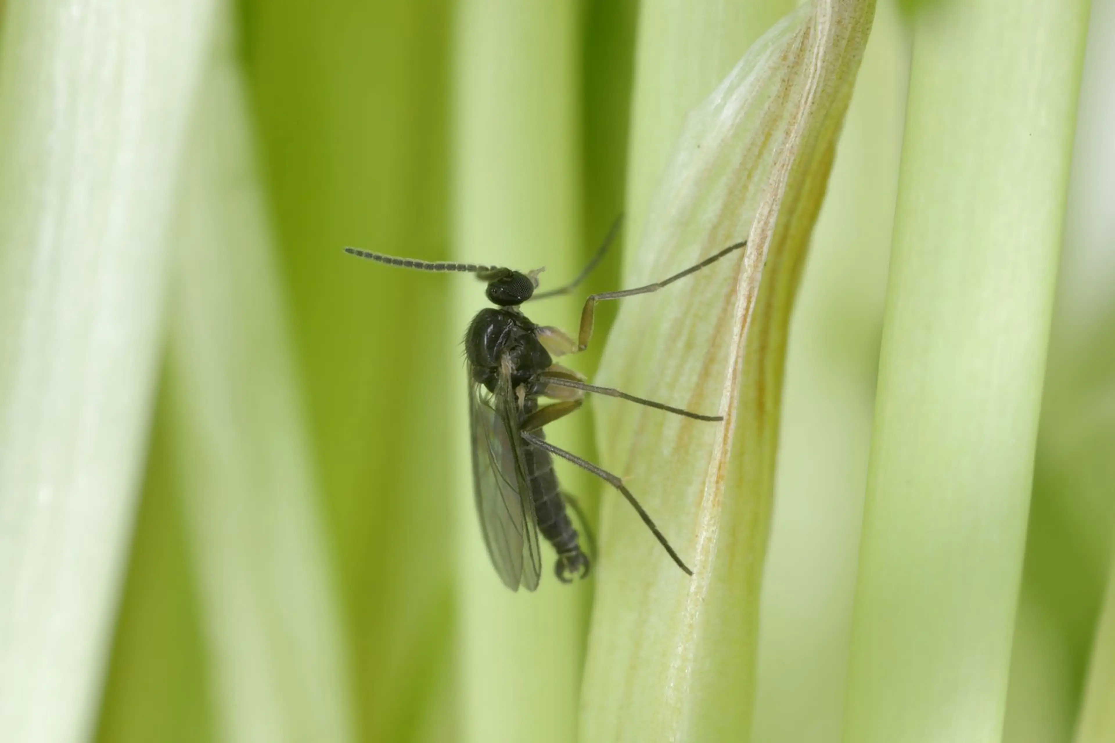 Close up image of a fungus gnat on a plant