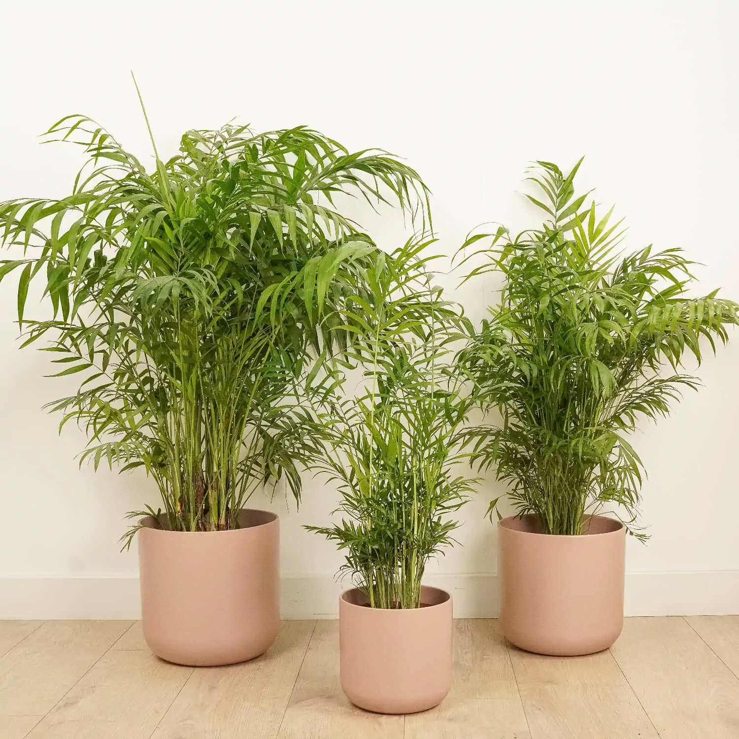6 Best Low-Maintenance Indoor Plants for Offices with Low Lighting
