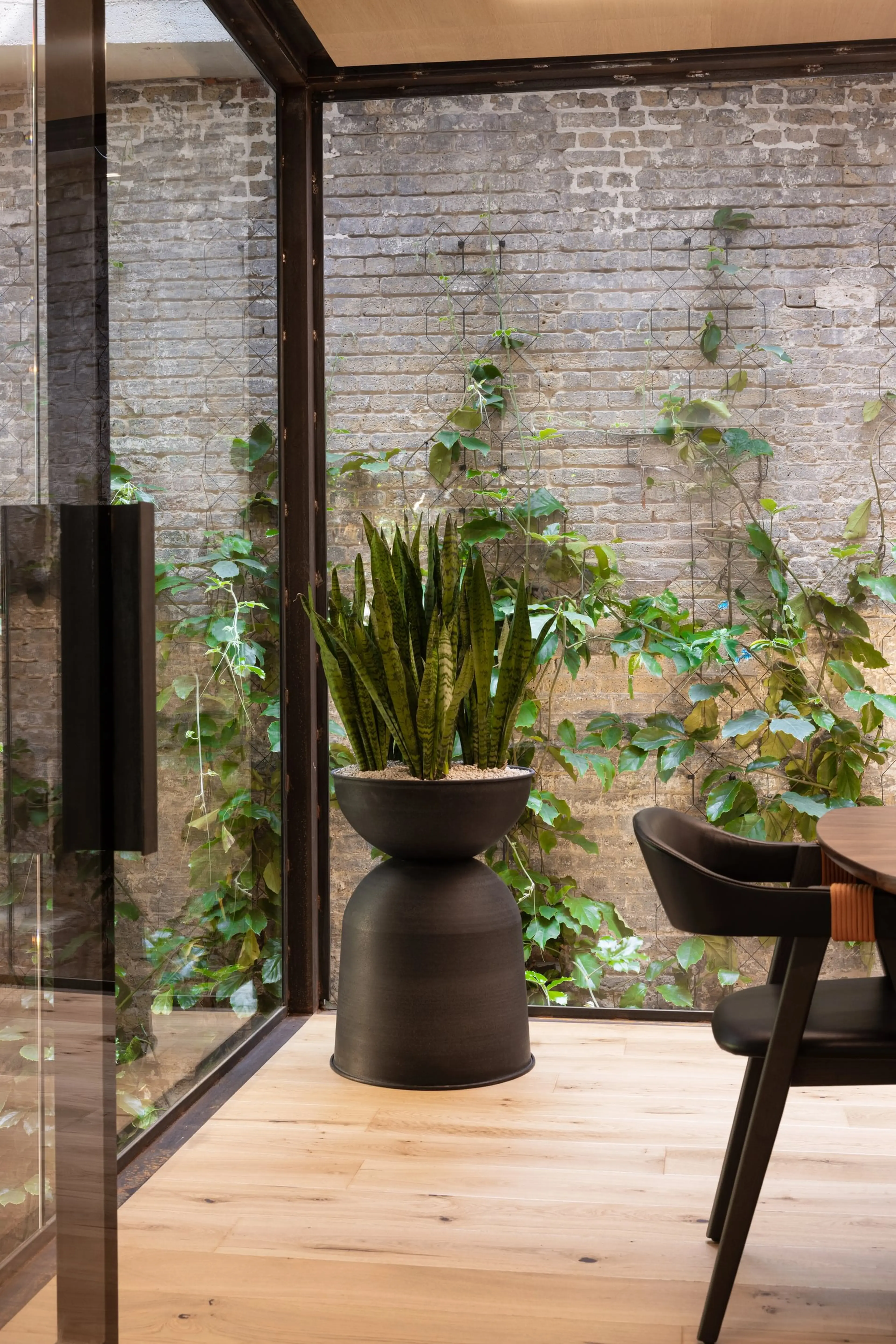 A modern room with a large potted snake plant, wooden floor, glass walls, and a brick wall adorned with climbing vines.