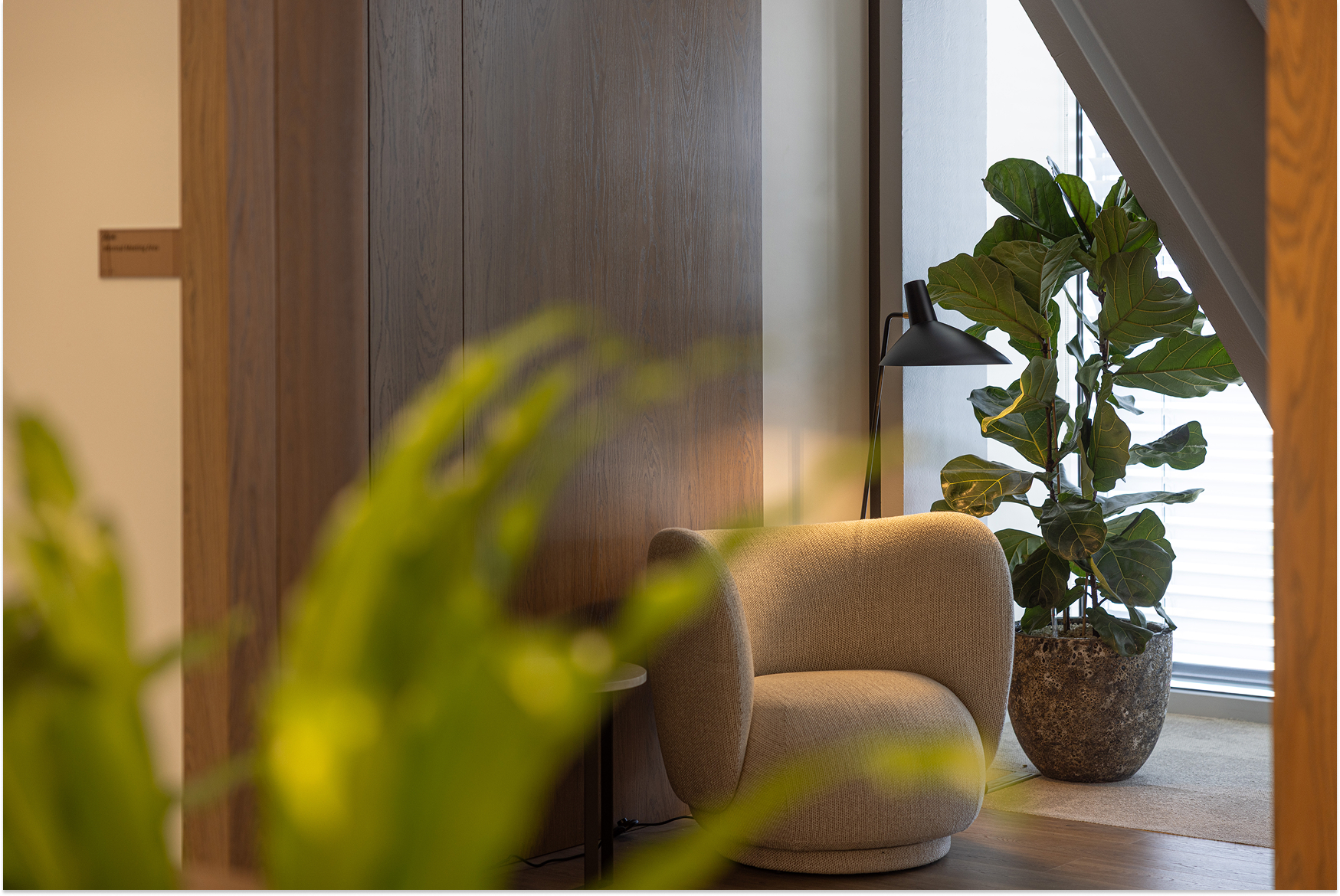 Potted ficus plant in the background of a shot of an office breakout area