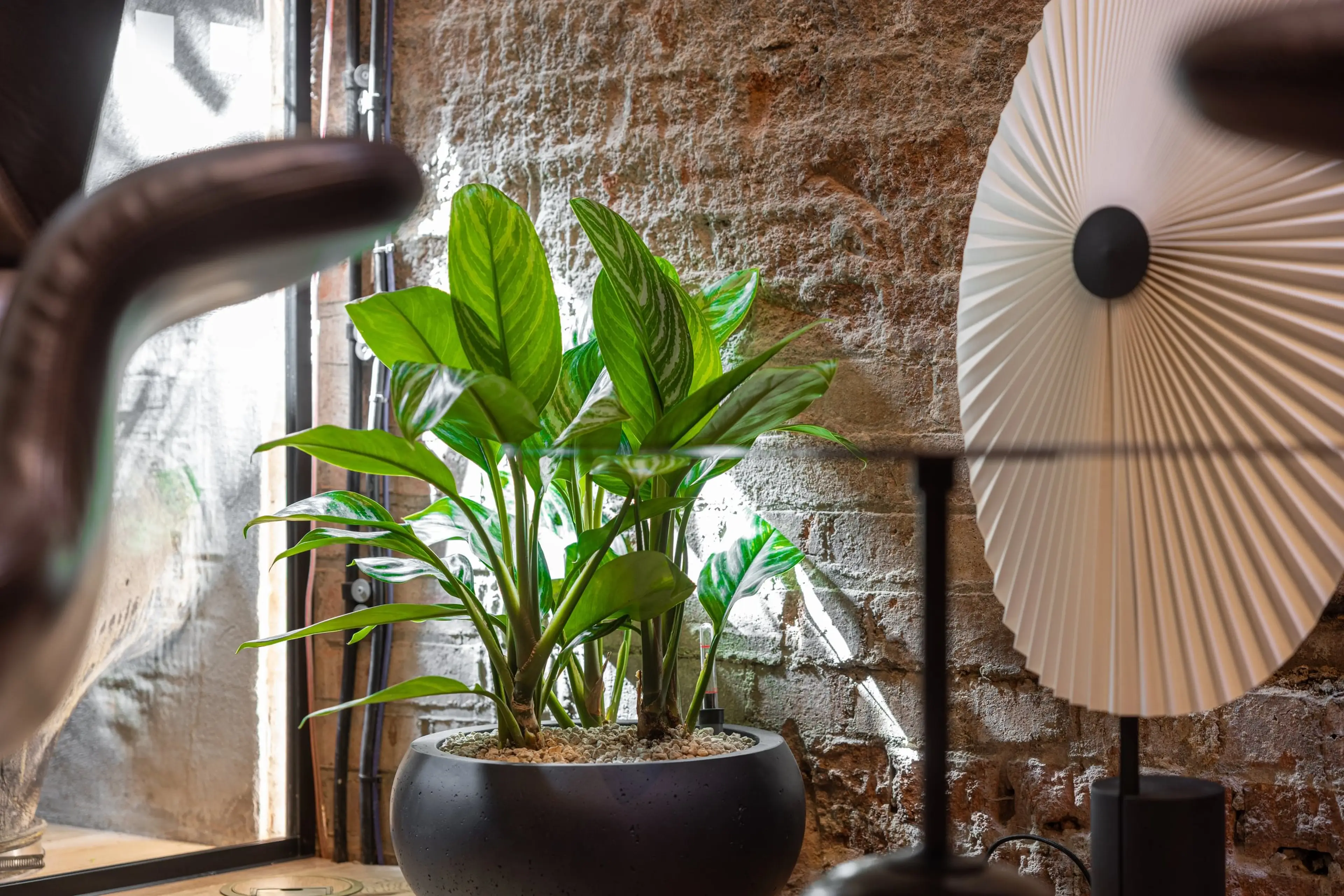 Potted plant with large green leaves on a table, set against a brick wall, beside a decorative white fan-like object.