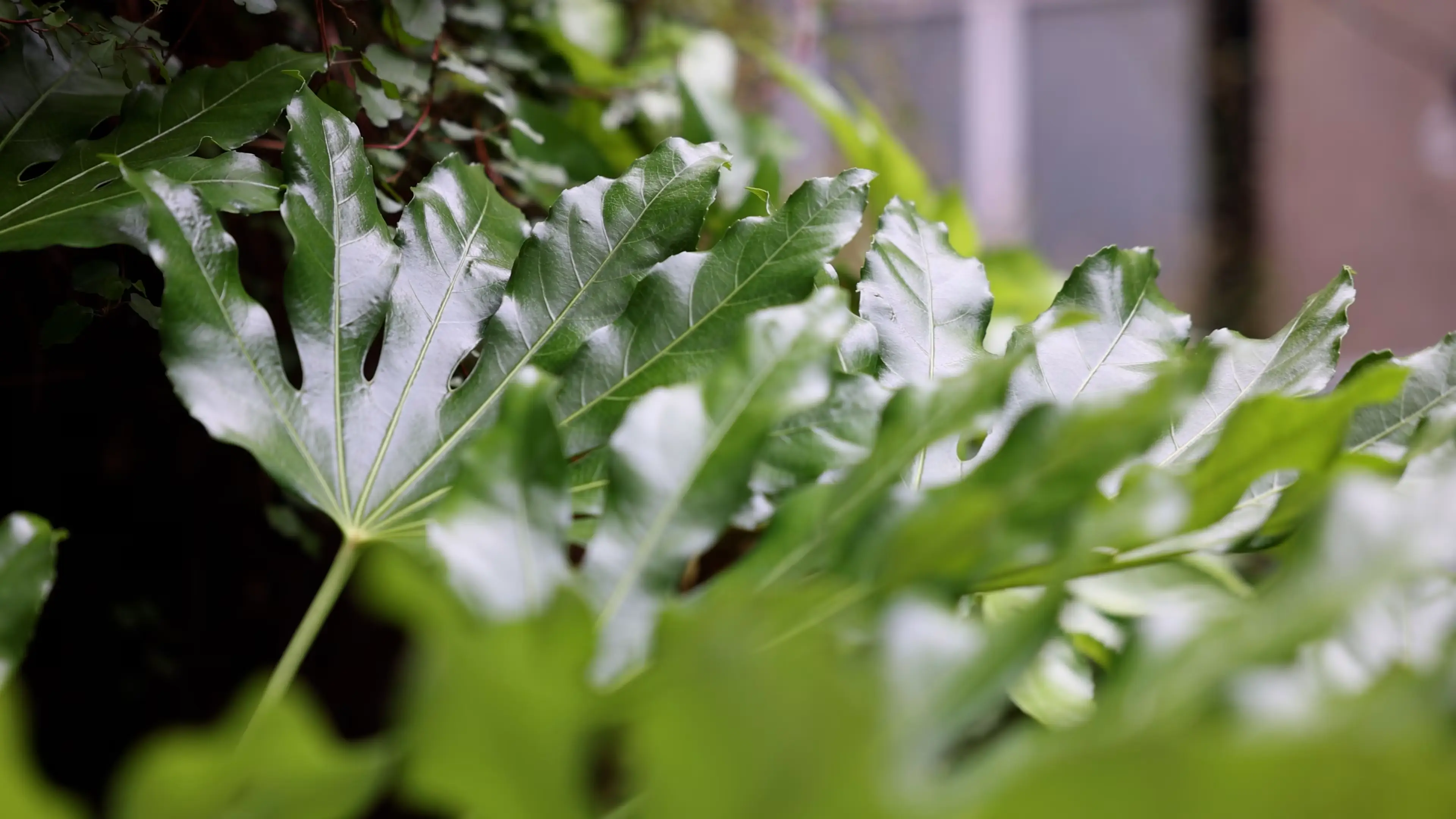 Green leaves by Plant Plan