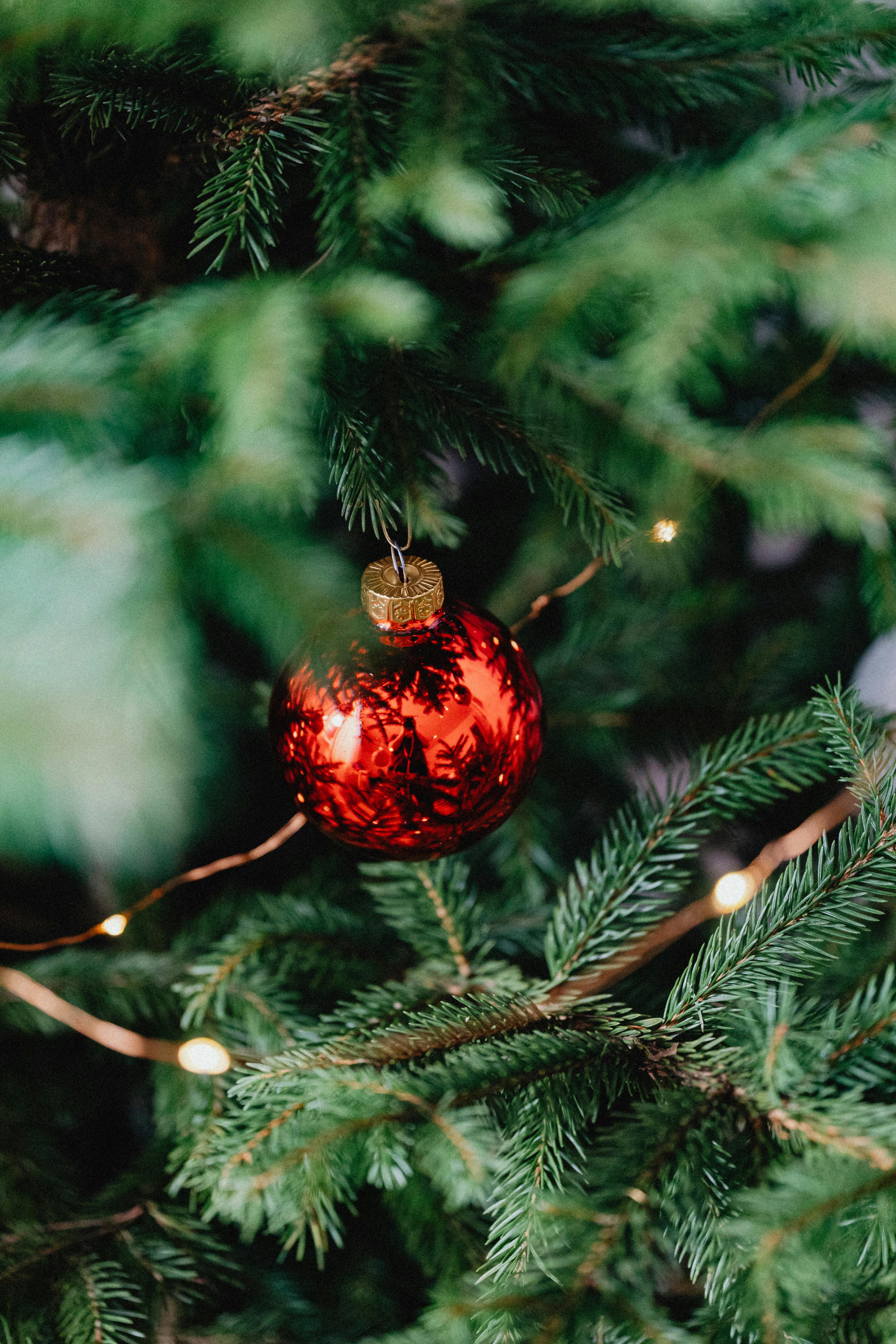 Red Bauble hanging on a pine christmas tree