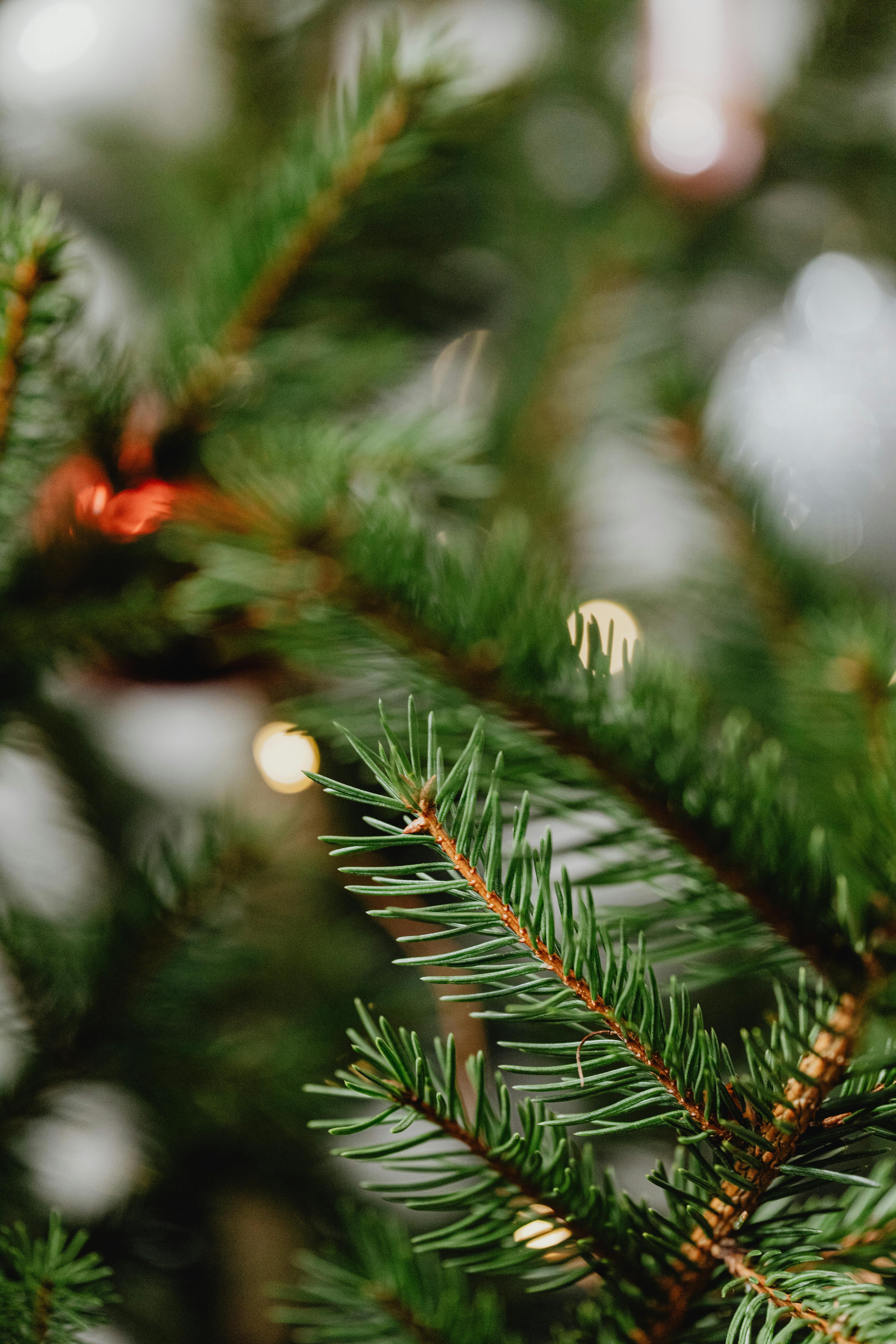 Pine tree with lights in background