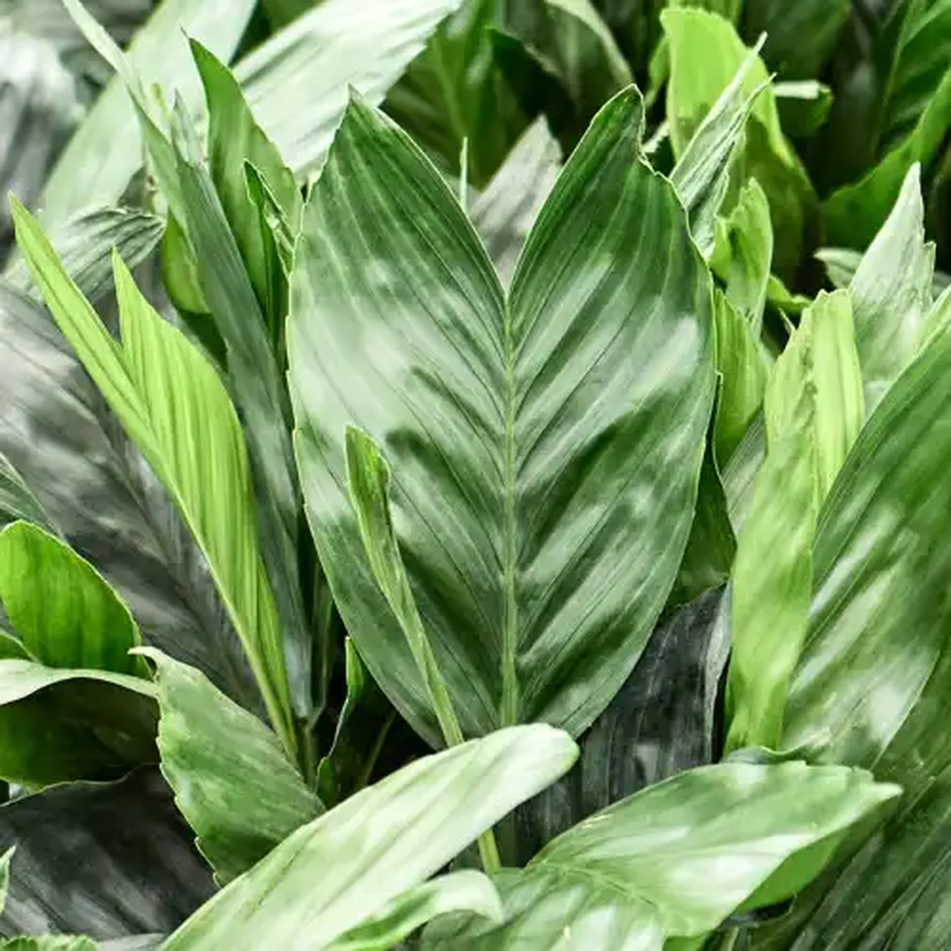 Chama-edorea elegans