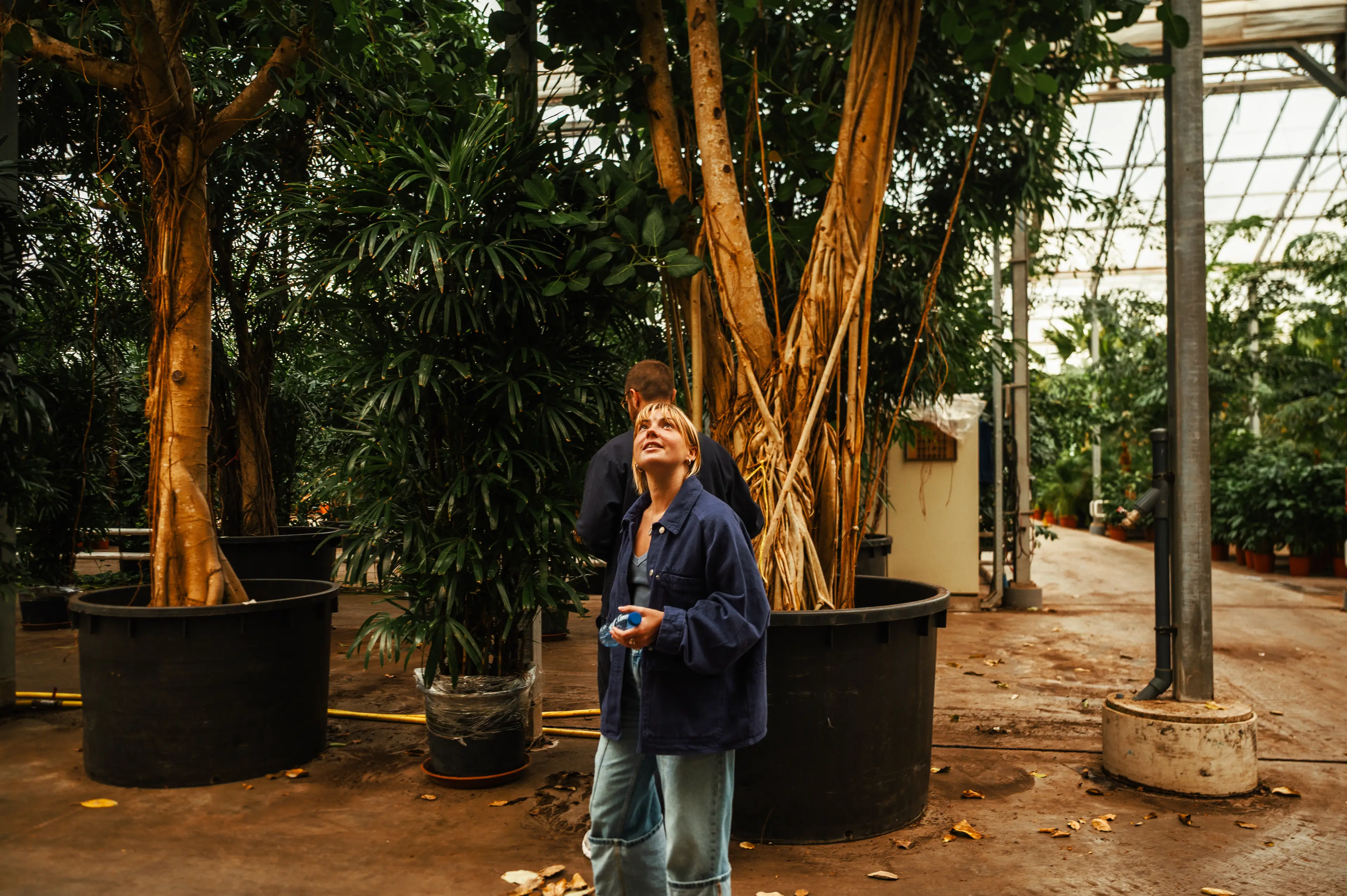 A woman walking between large ficus trees. Staring up at the canopy