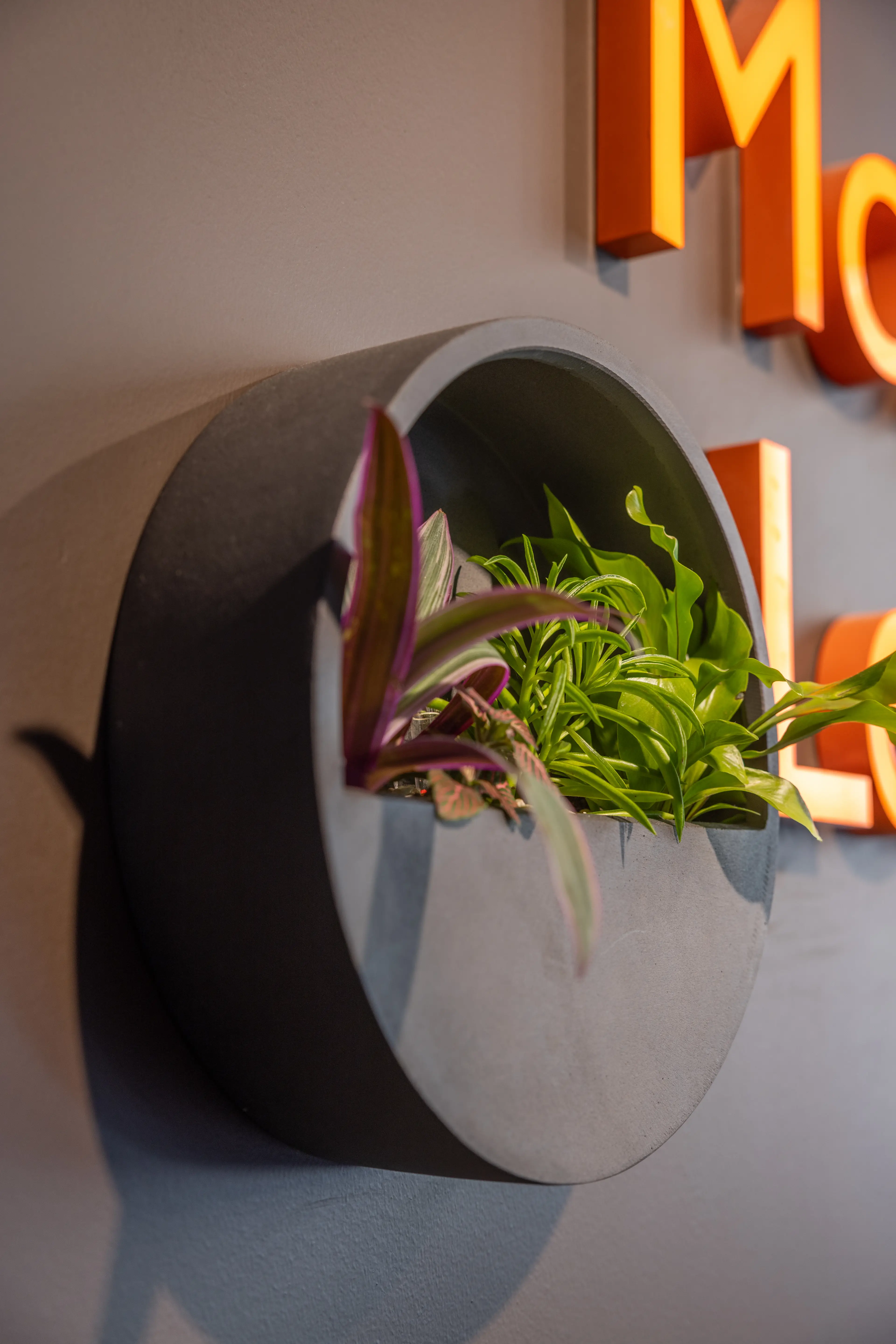 Close up of wall planting