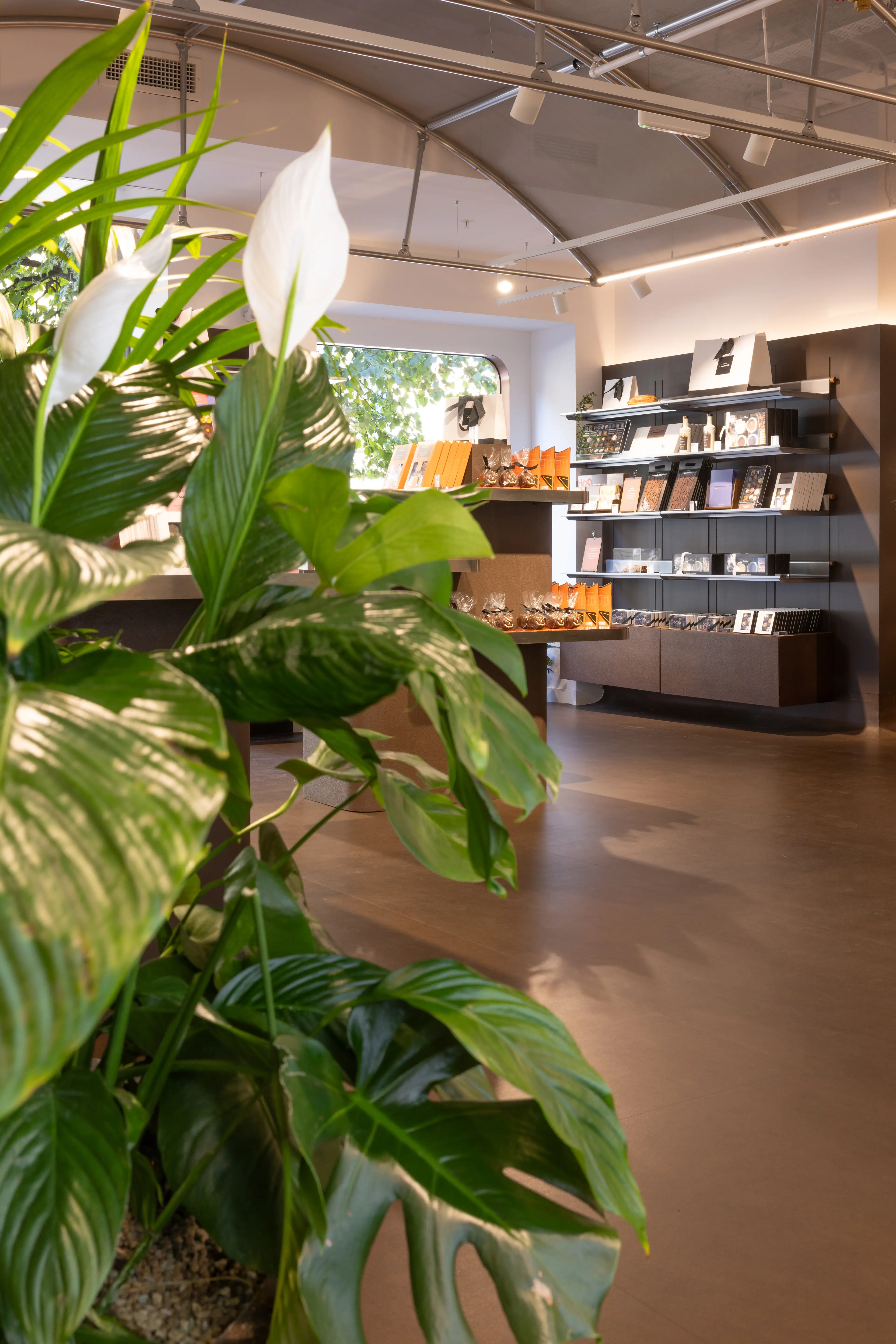 peace lilly in foreground of a brightly lit shop