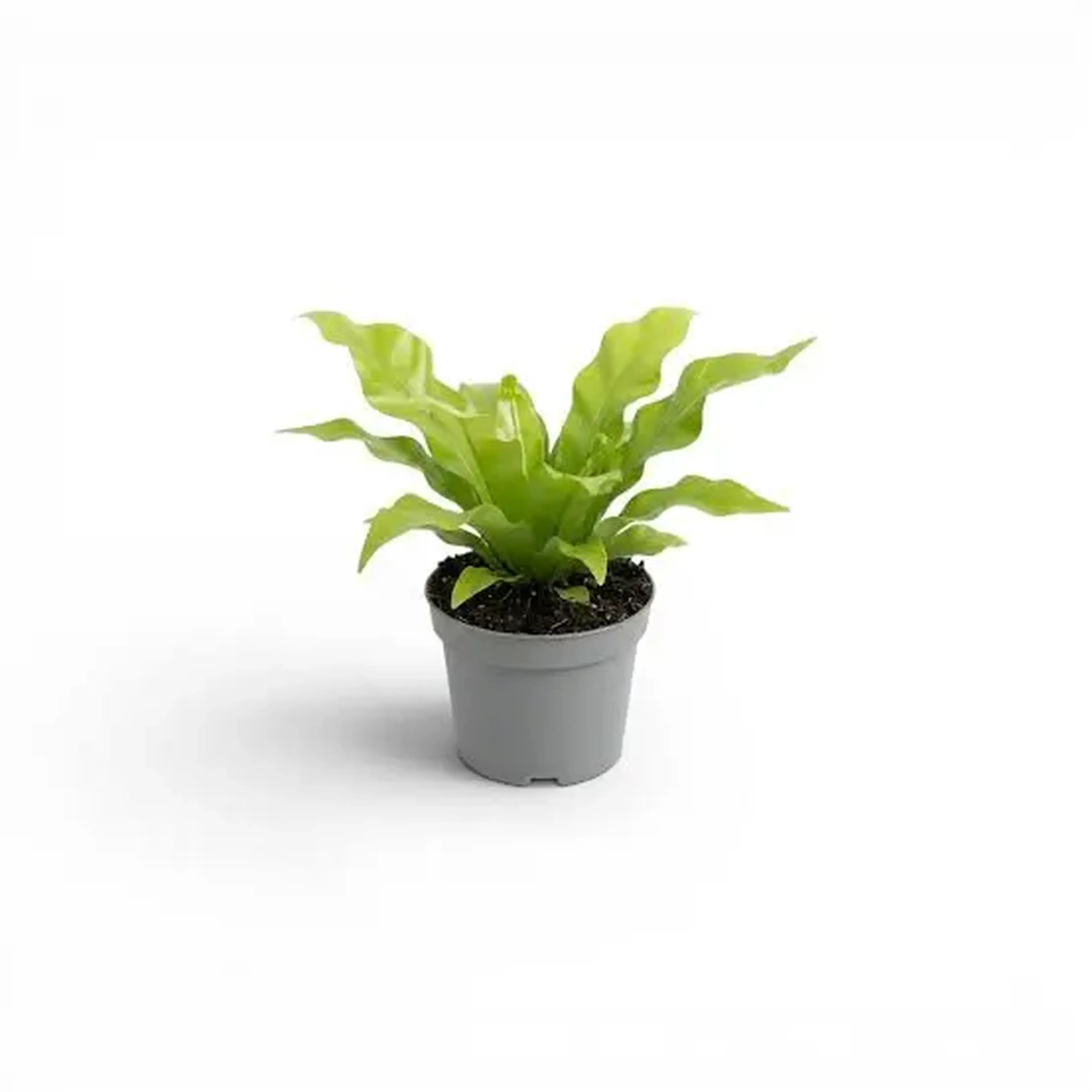 Asplenium nidus - Bird's-nest fern