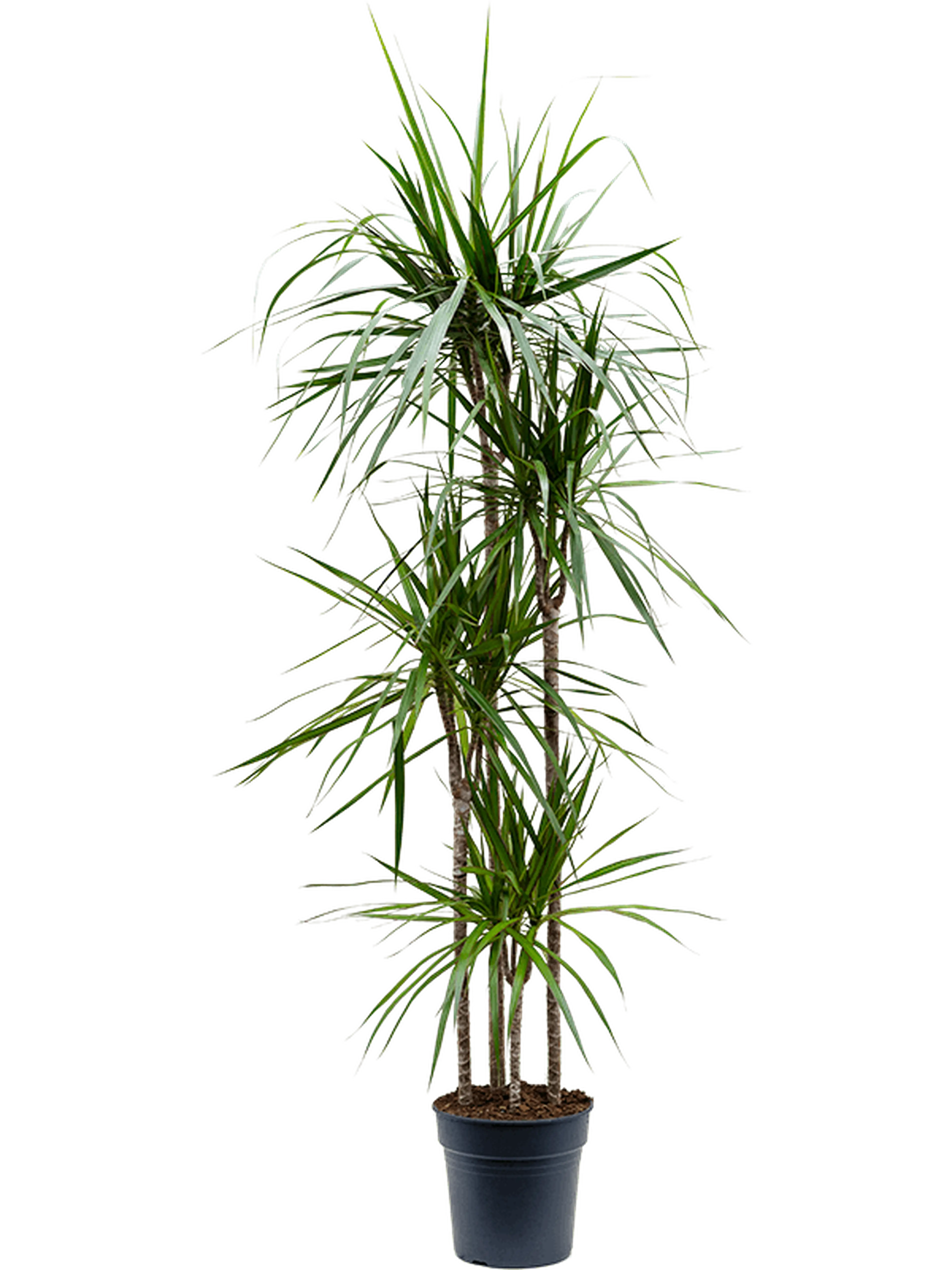 Dracaena marginata