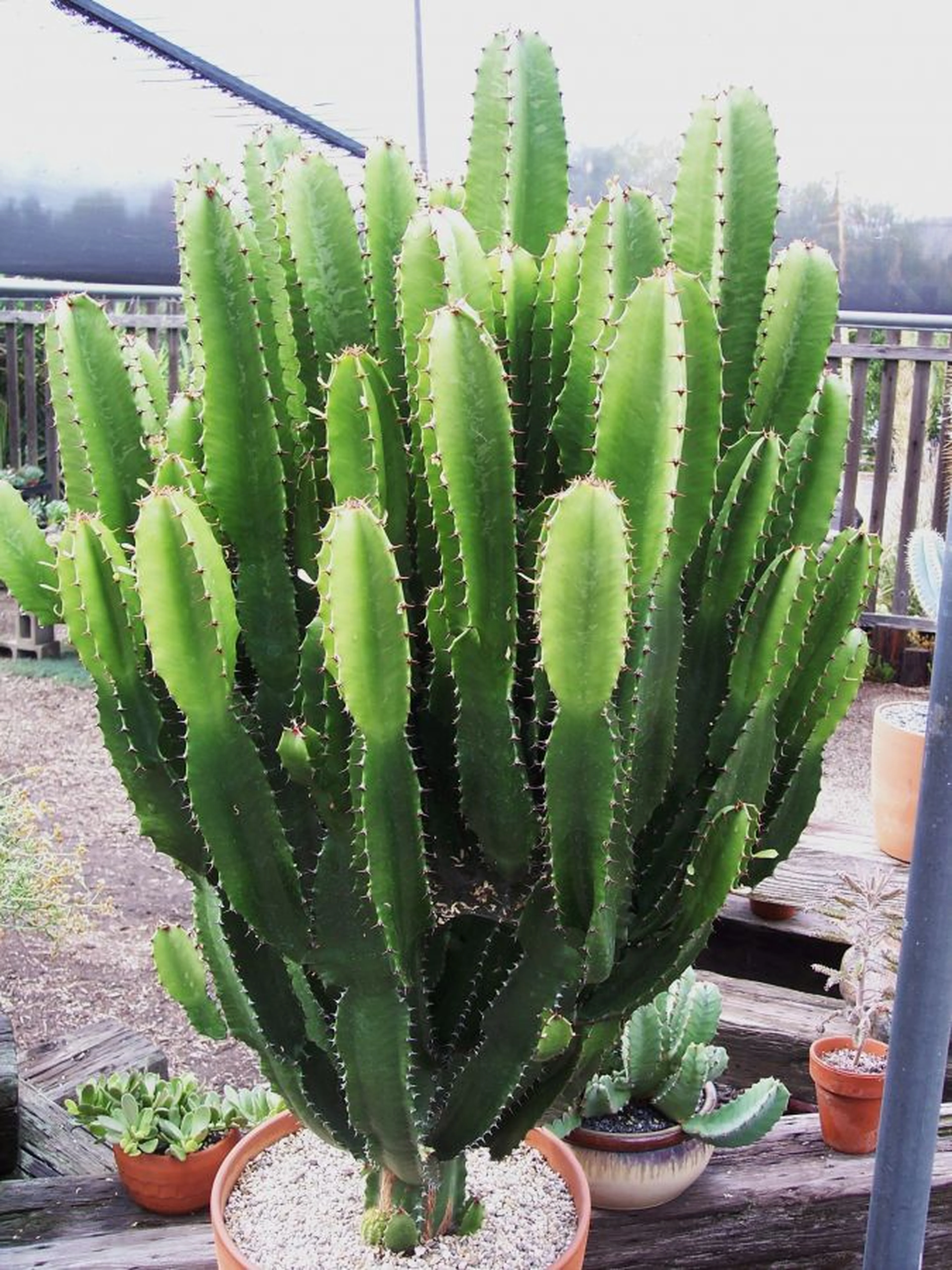 Euphorbia Acrurensis