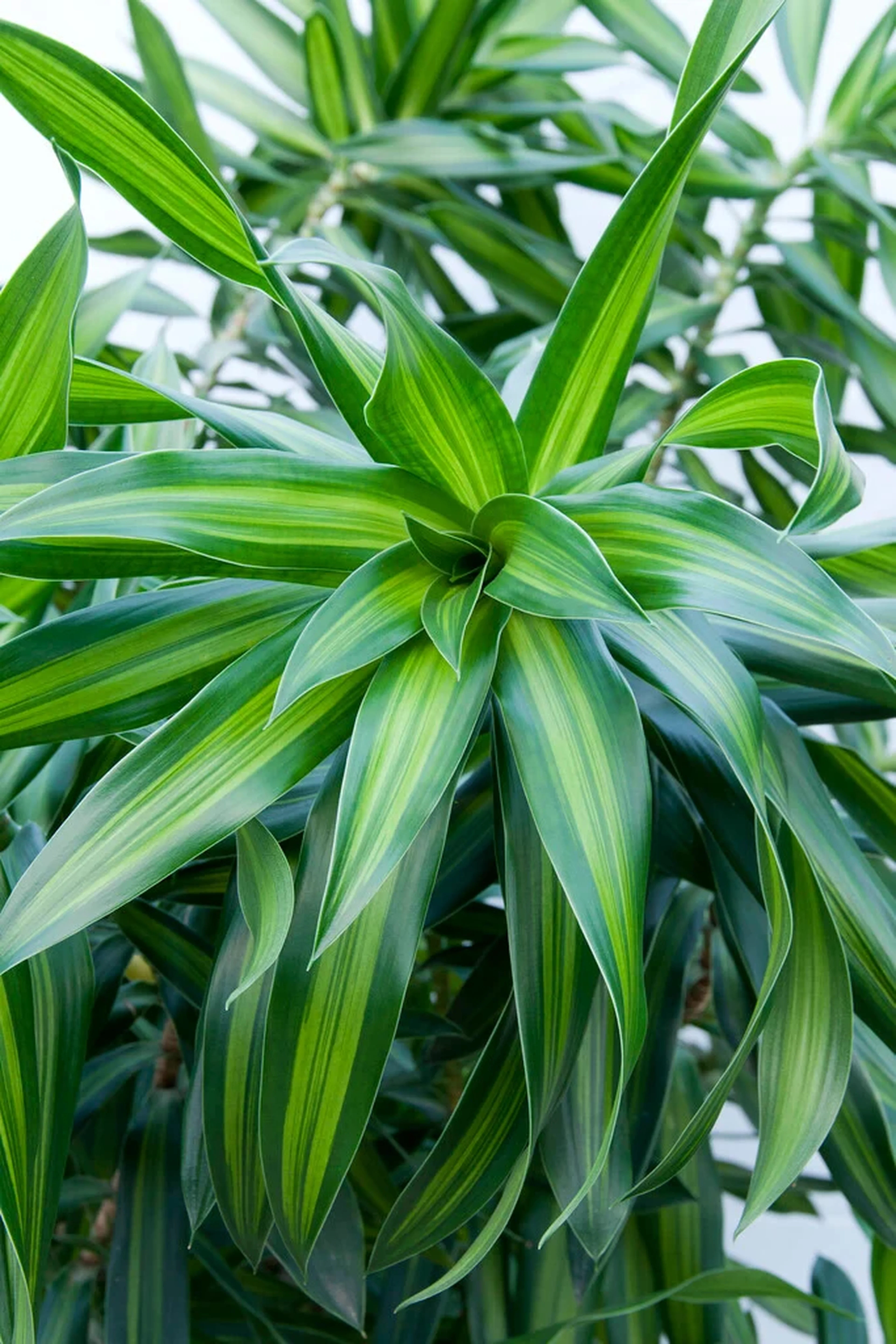 Draceana Song of Jamaica