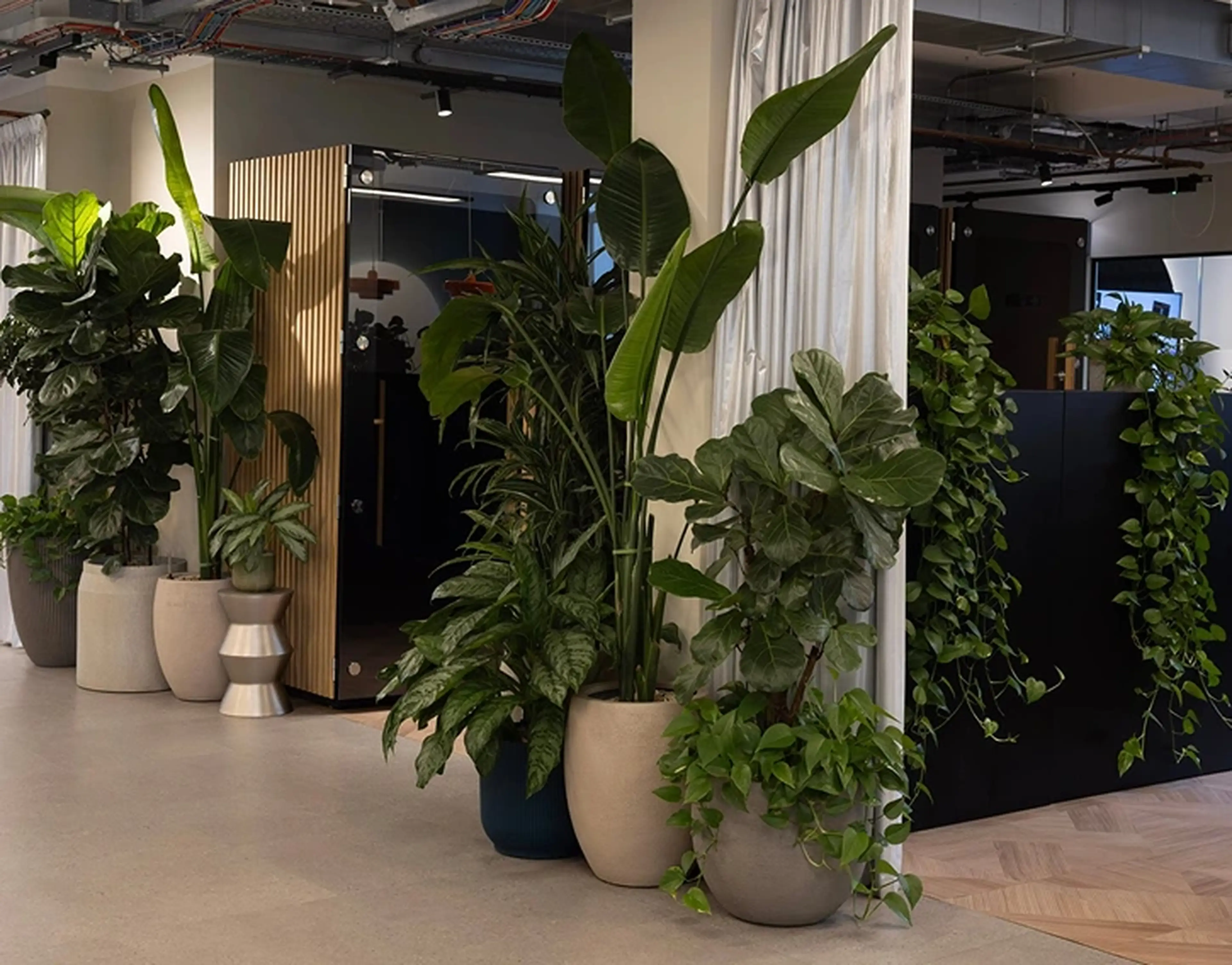A modern office space with a variety of lush potted plants, including large leaves and trailing vines, enhancing the natural decor.