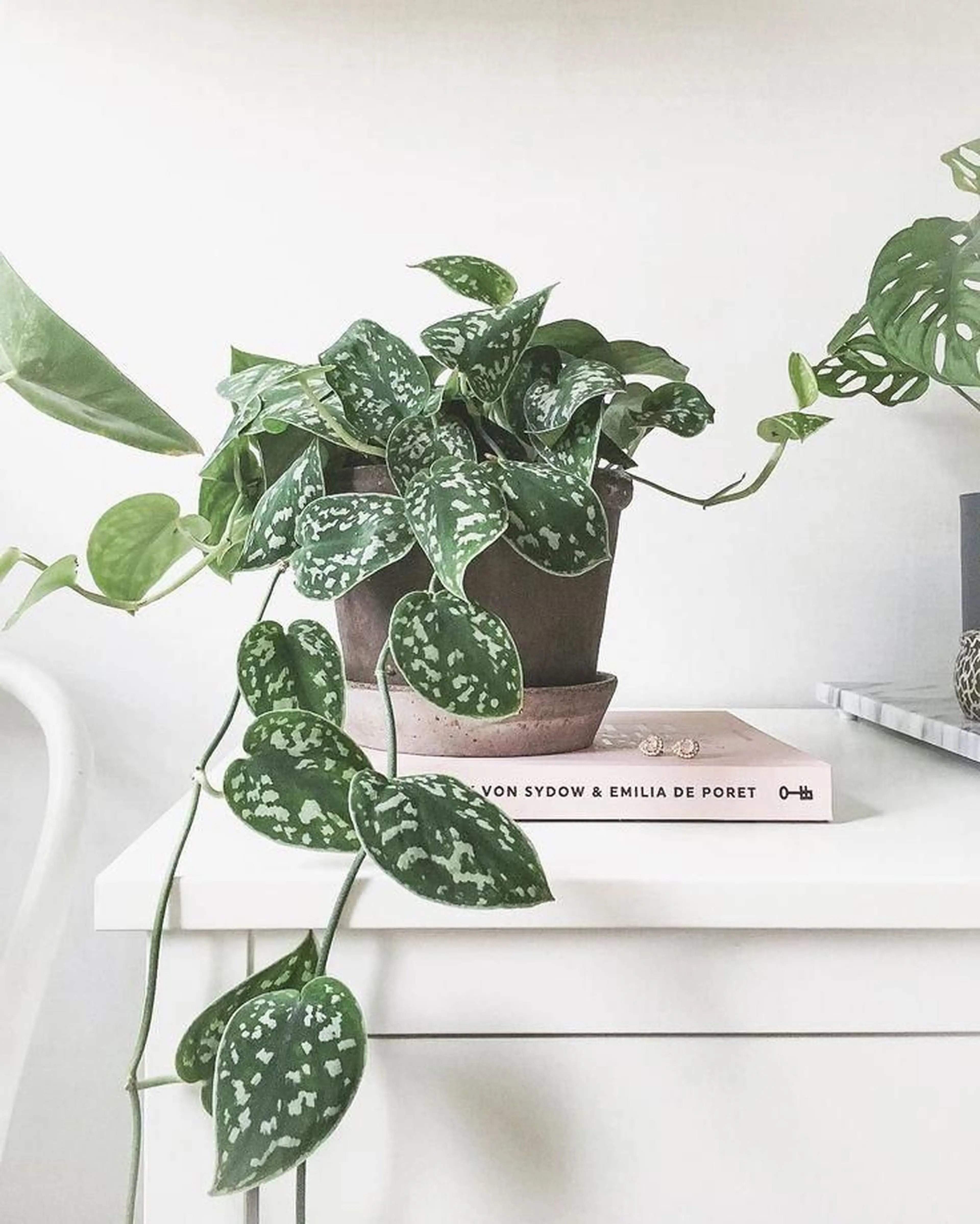 Potted Scindapsus Pictus plant with trailing green leaves on a white table, next to a book. Minimalist decor with a neutral background.