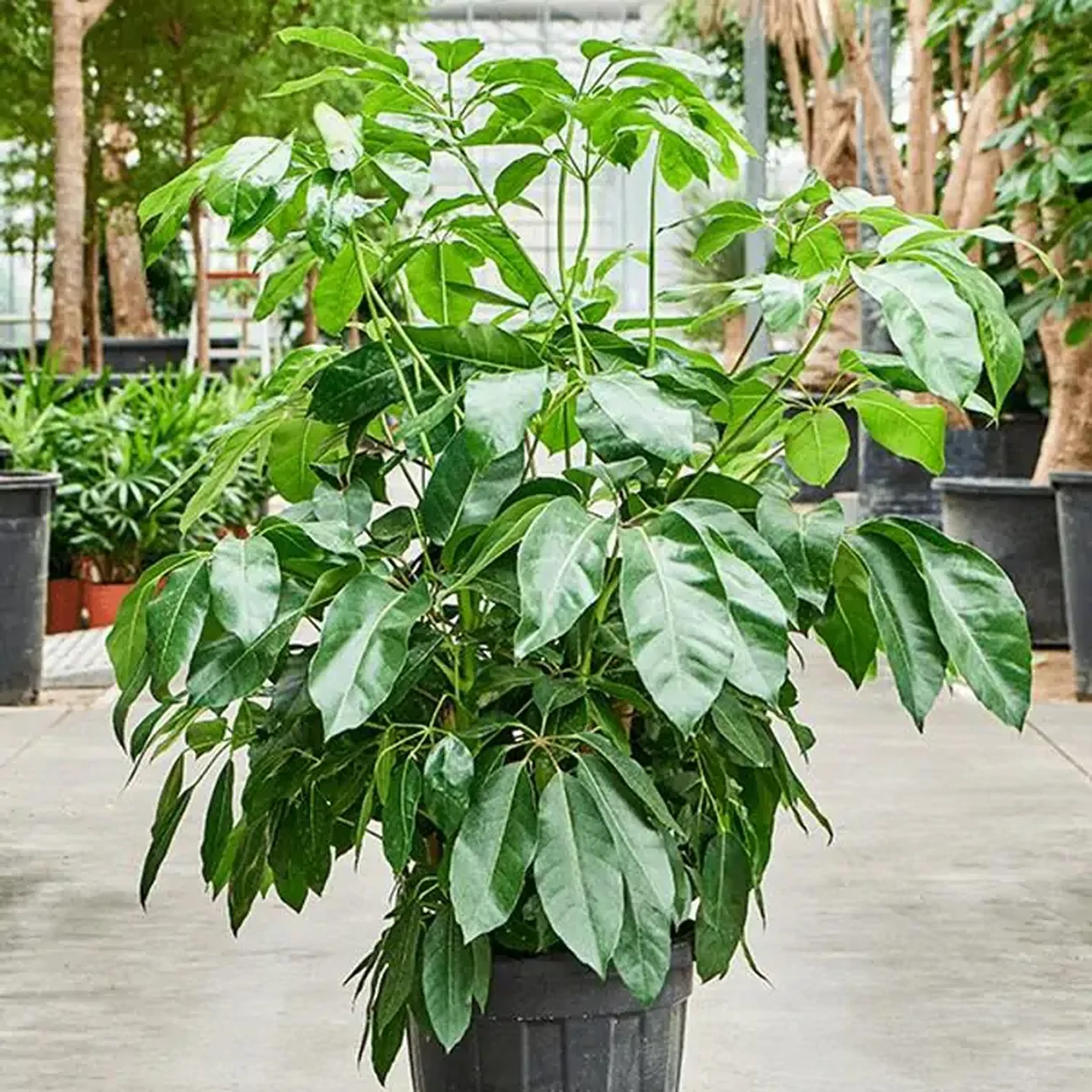 A lush green Schefflera Amate plant with broad leaves in a greenhouse setting, surrounded by other plants and trees.
