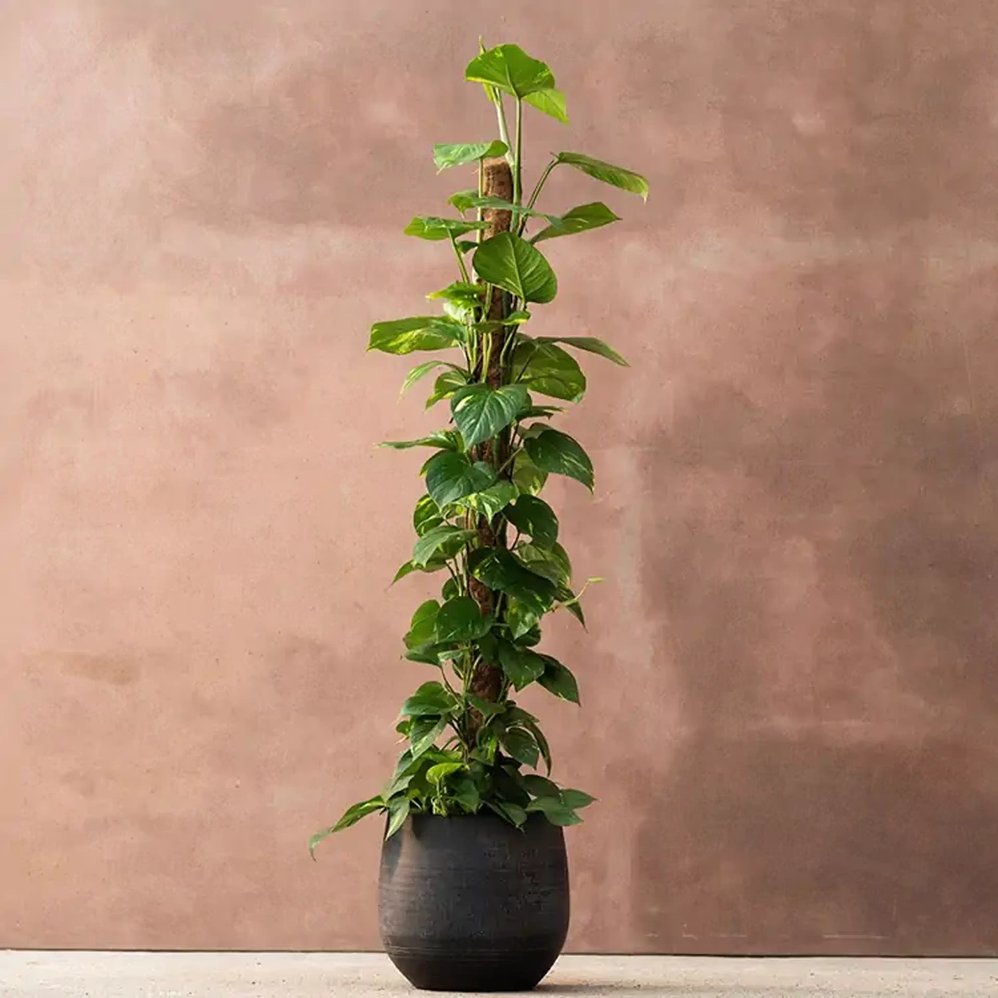 Tall potted plant with lush green leaves climbing a support, set against a textured brown wall.