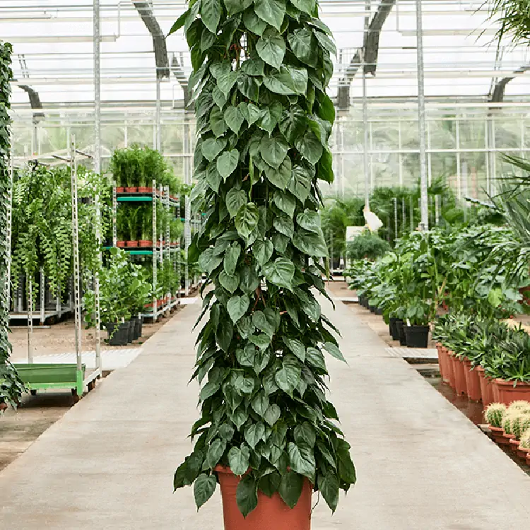 sansevieria zeylanica giftig Sansevieria Zeylanica Bogenhanf XL  vielgrn