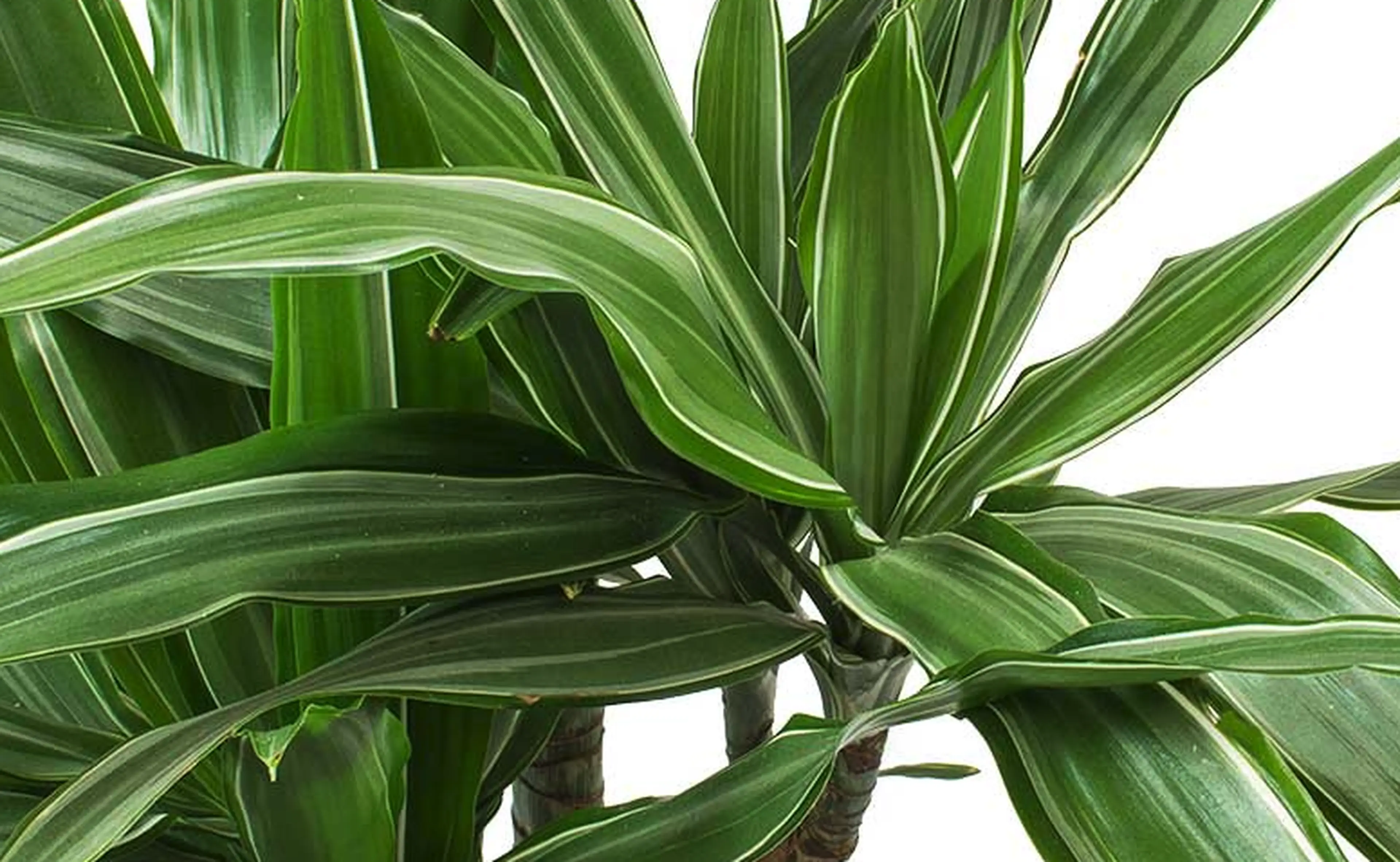 Close-up of lush green Dracaena leaves with white stripes, overlapping and fanning out against a white background.