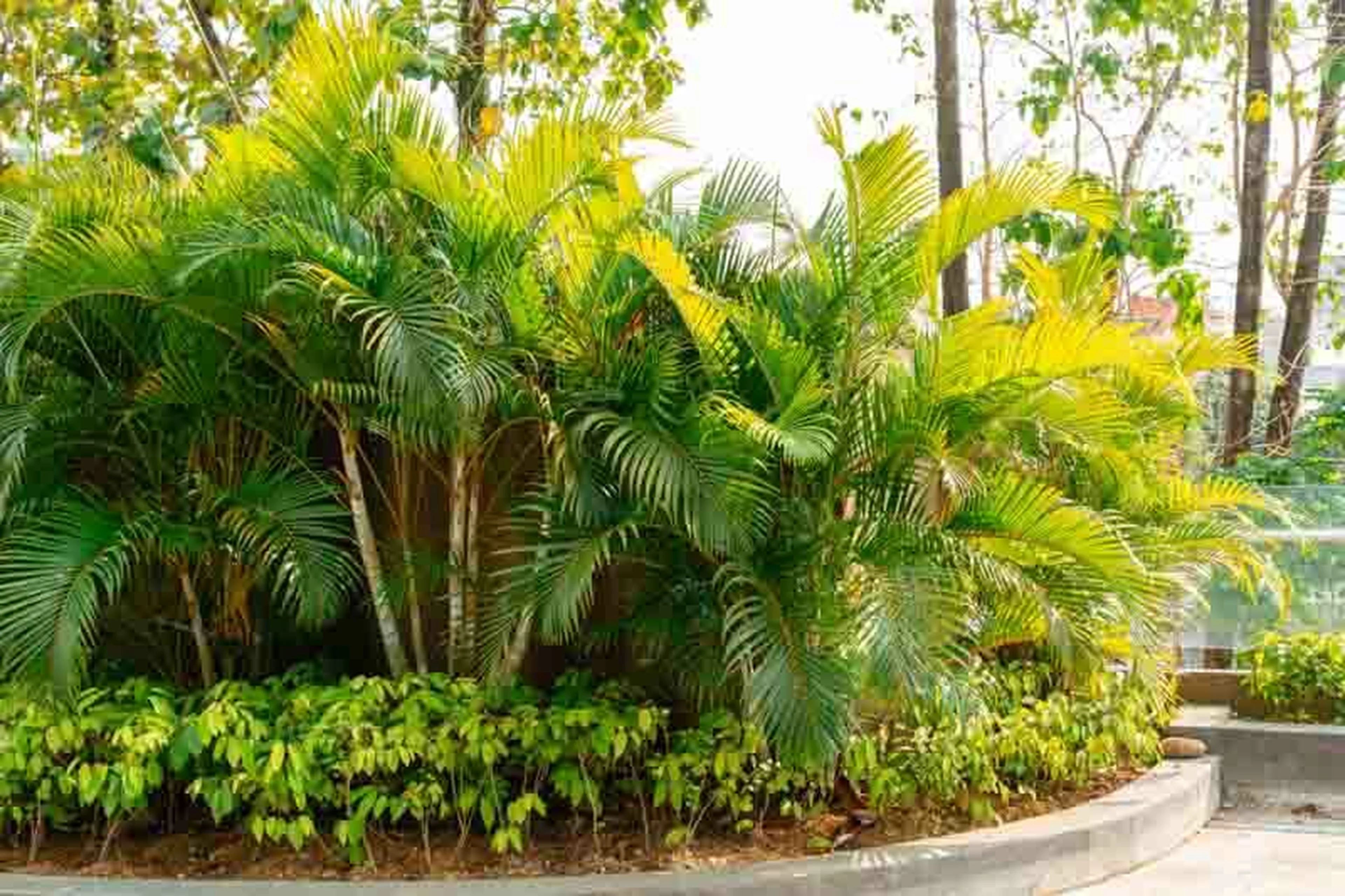 Areca Palm