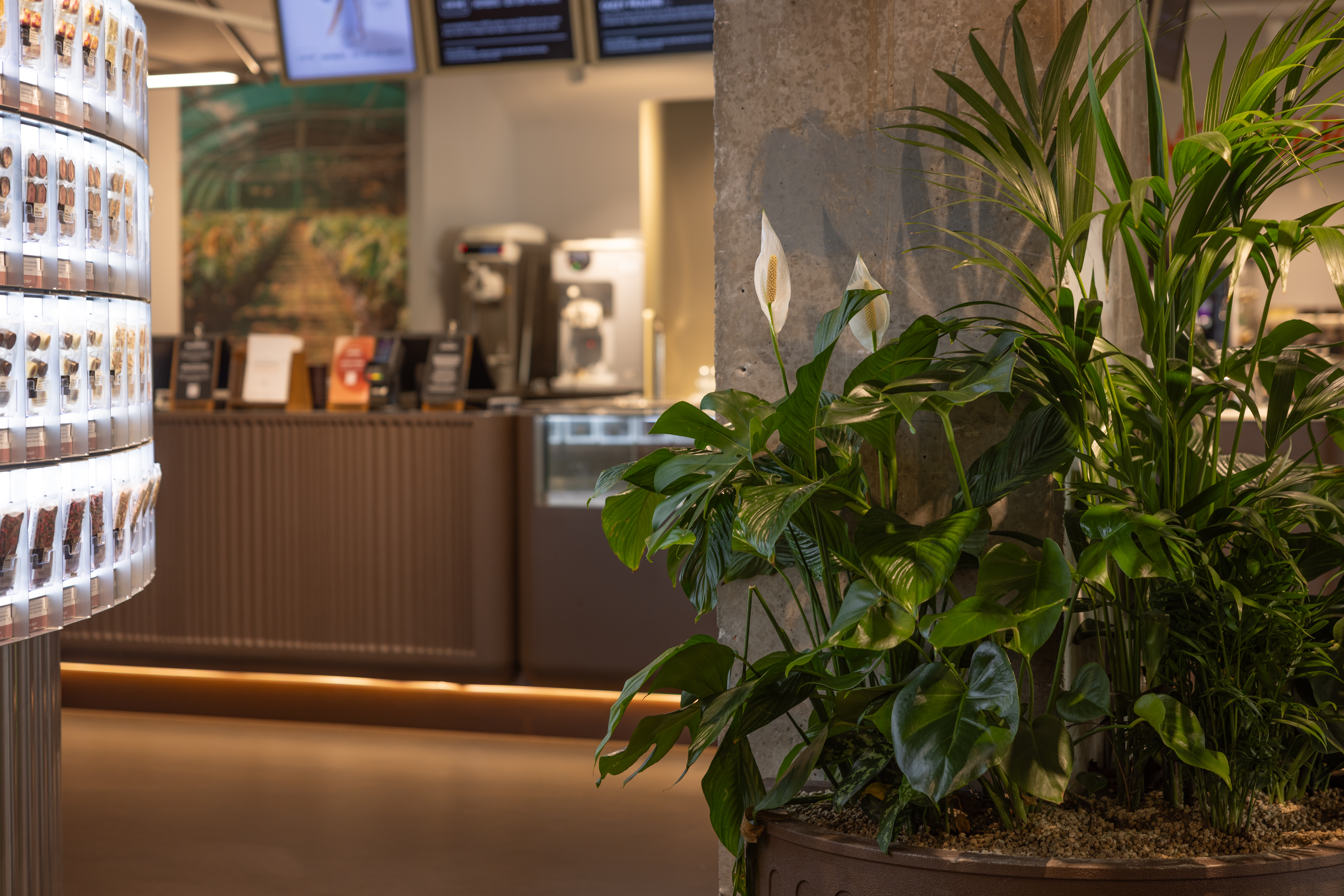 A peace lilly at the foreground of a chocolat shop