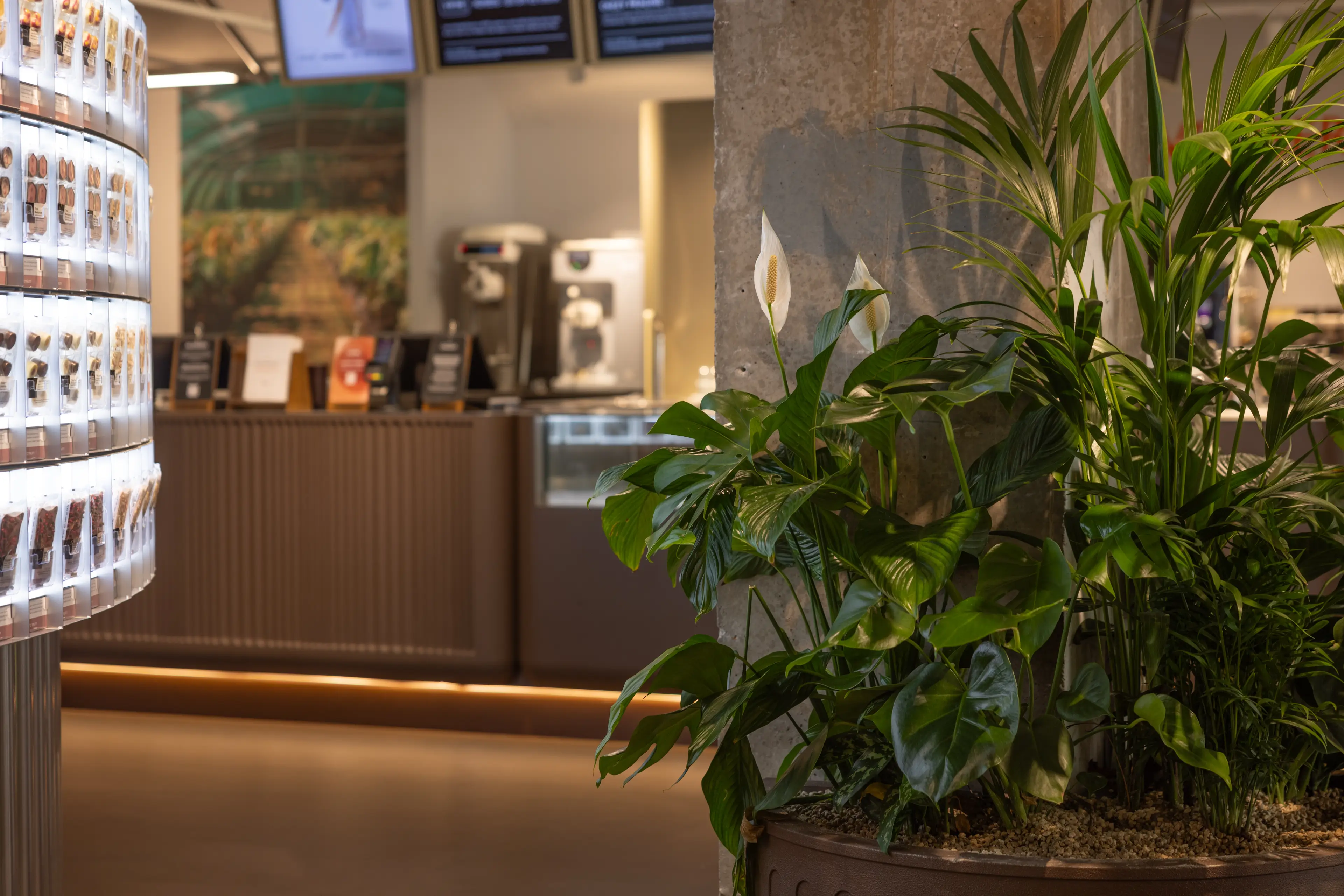 A peace lilly at the foreground of a chocolat shop