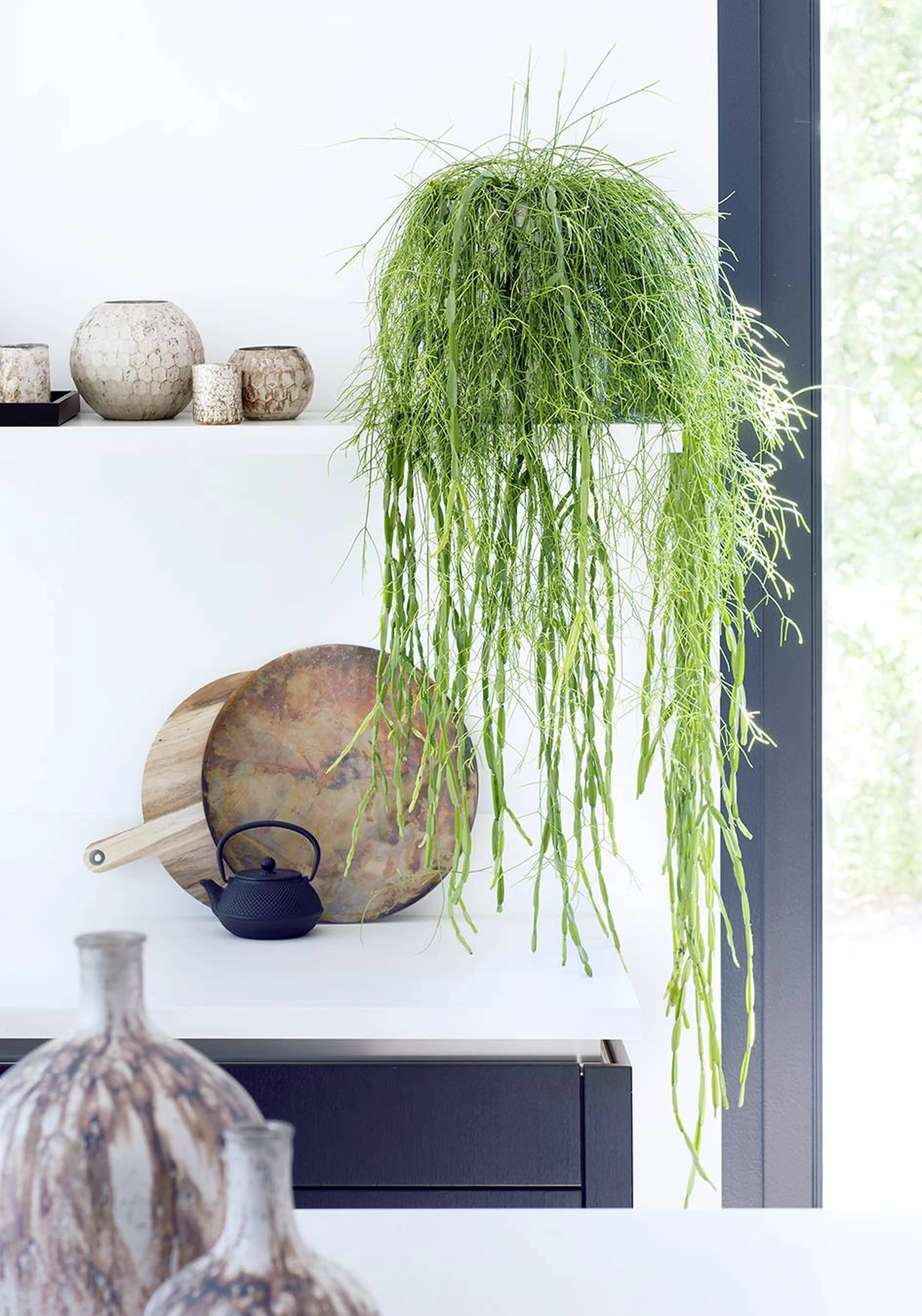 Rhipsalis