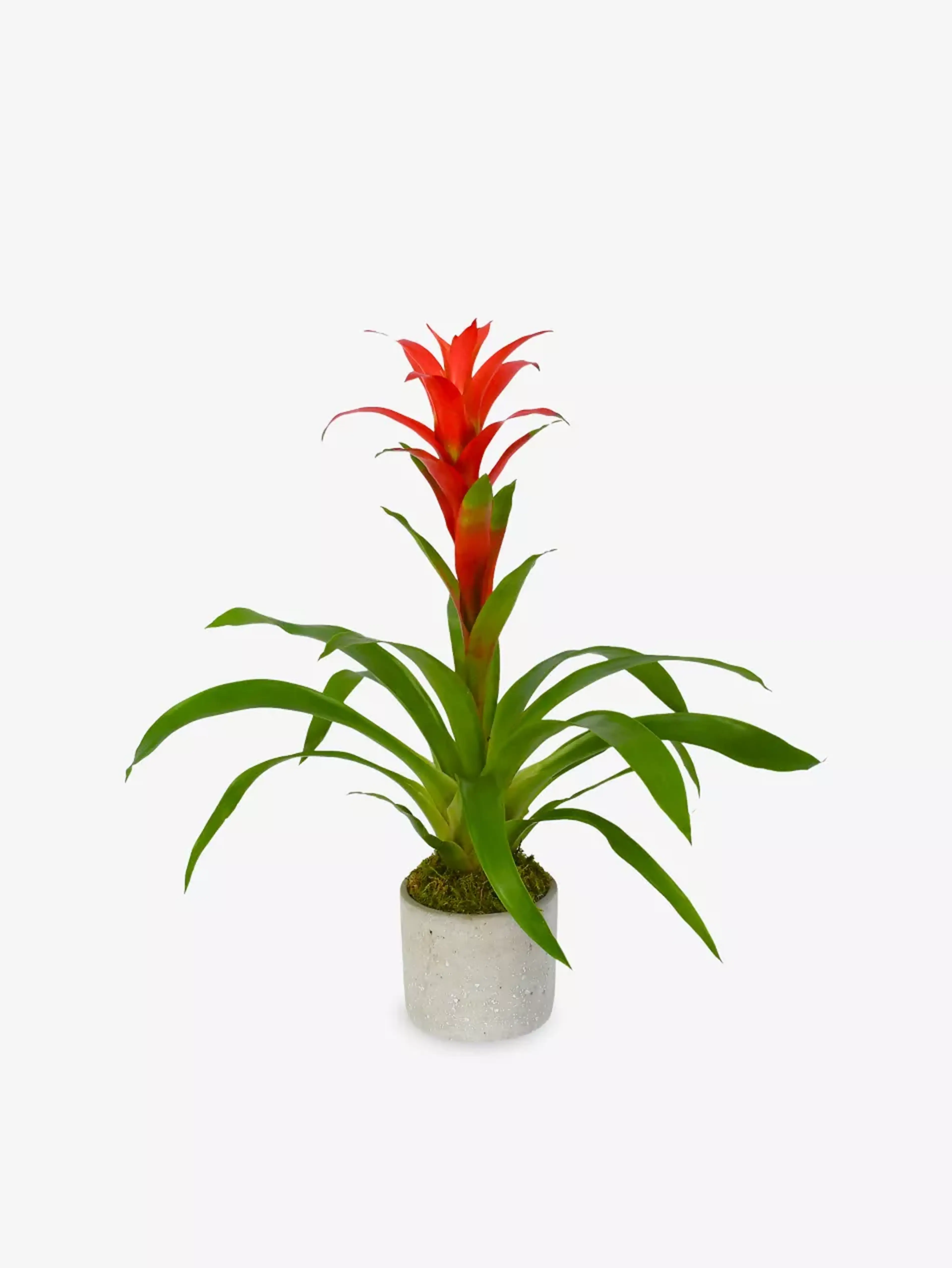 Guzmania