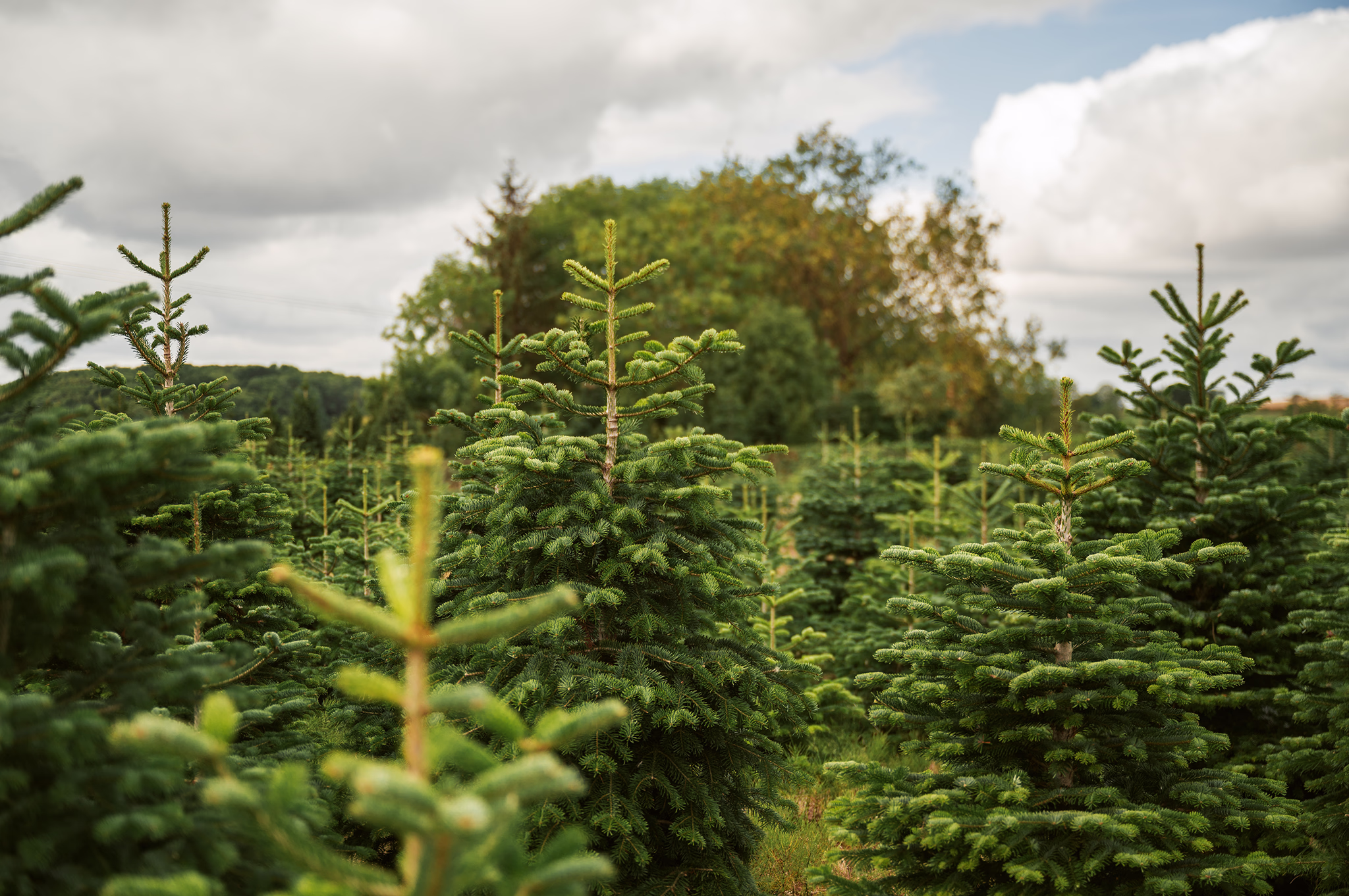 Fir trees in the foreground and background, they appear to be christmas trees