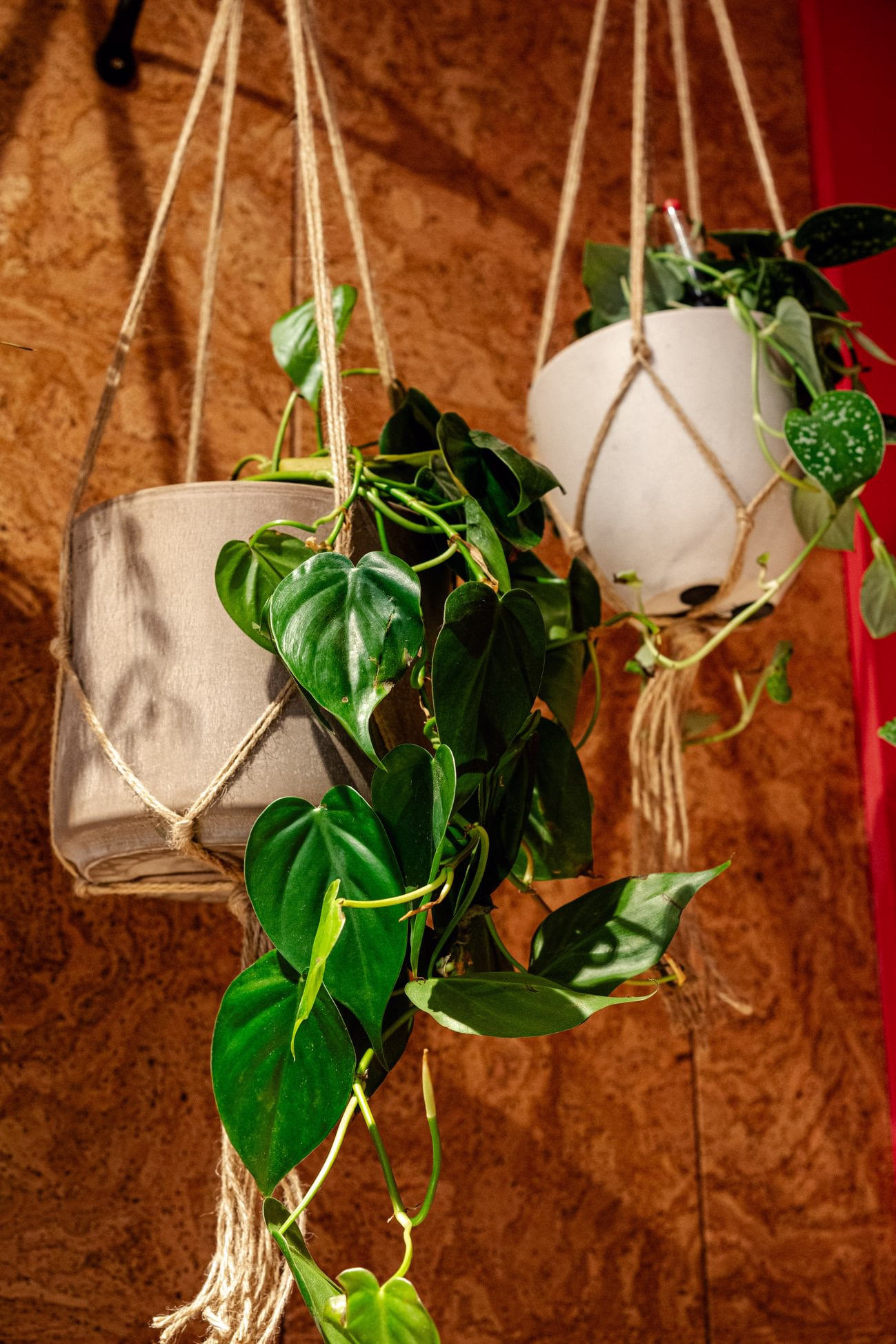 Hanging plants pothos