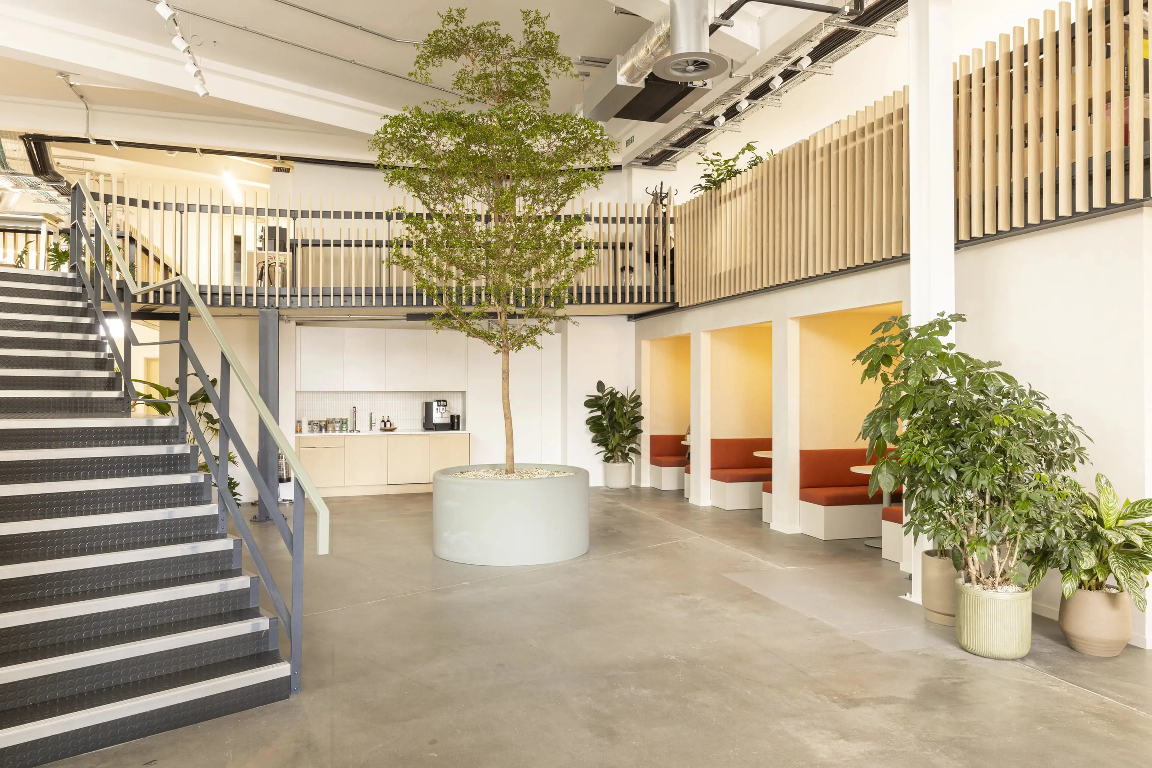 A Bucida tree planted in a central brightly lit office space.