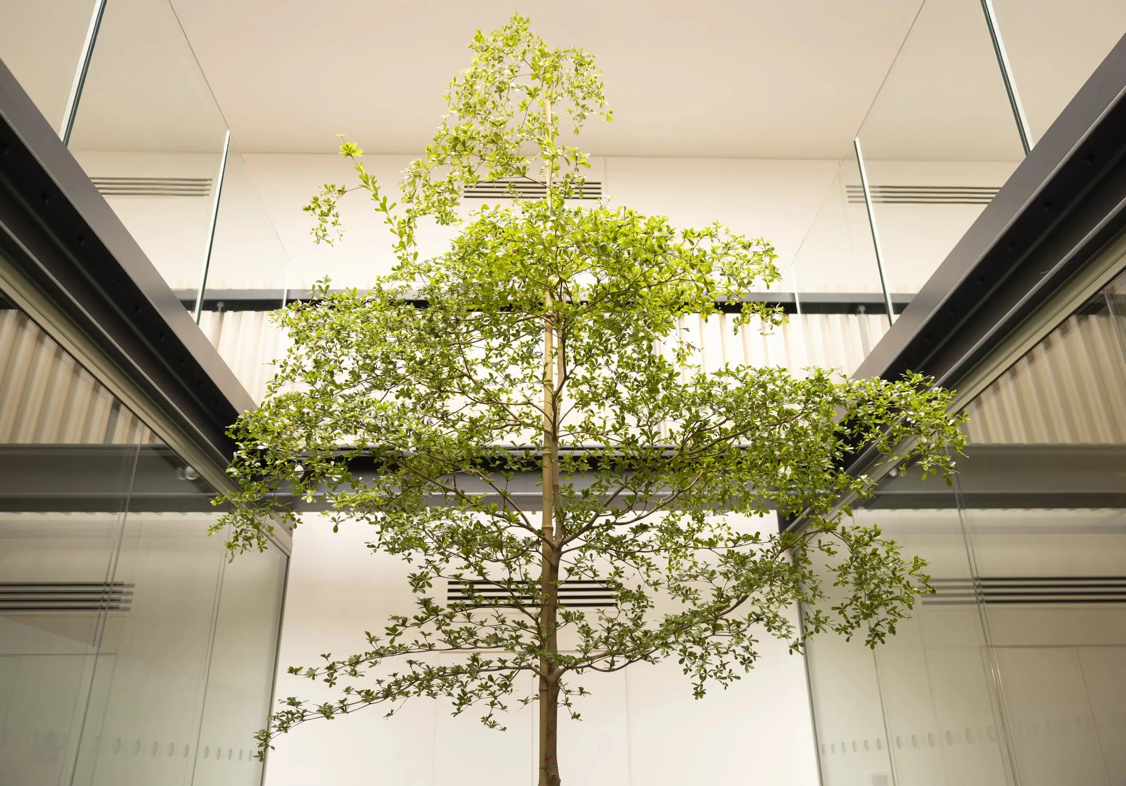 Ground up image of a bucida tree (also known as a shady lady), sitting planted in the middle of an space between two meeting rooms in a bright office.