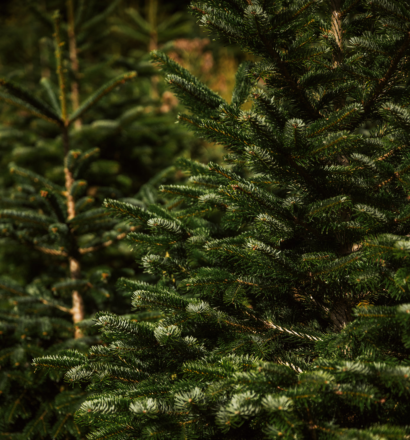 Christmas tree