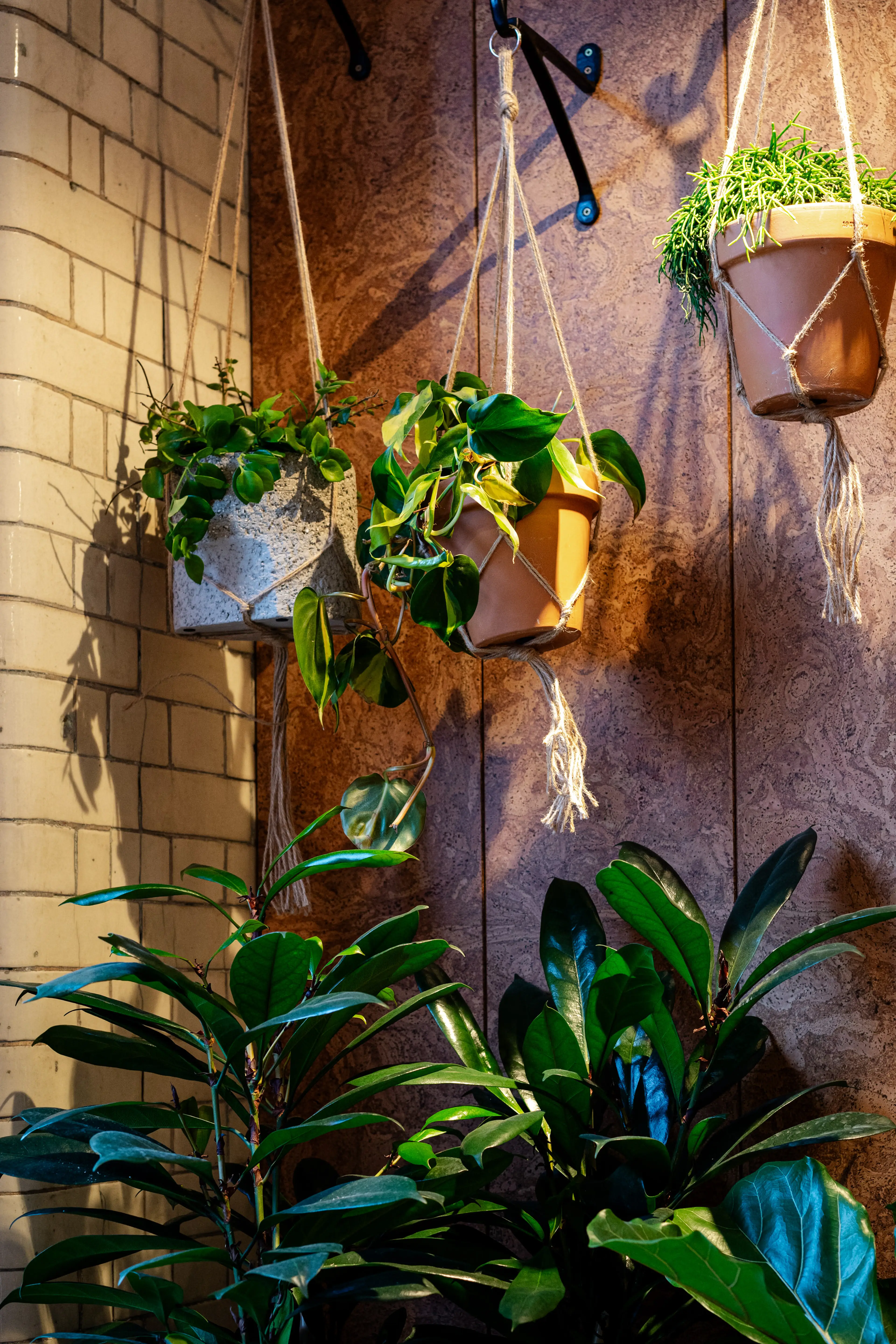 well lit hanging plants