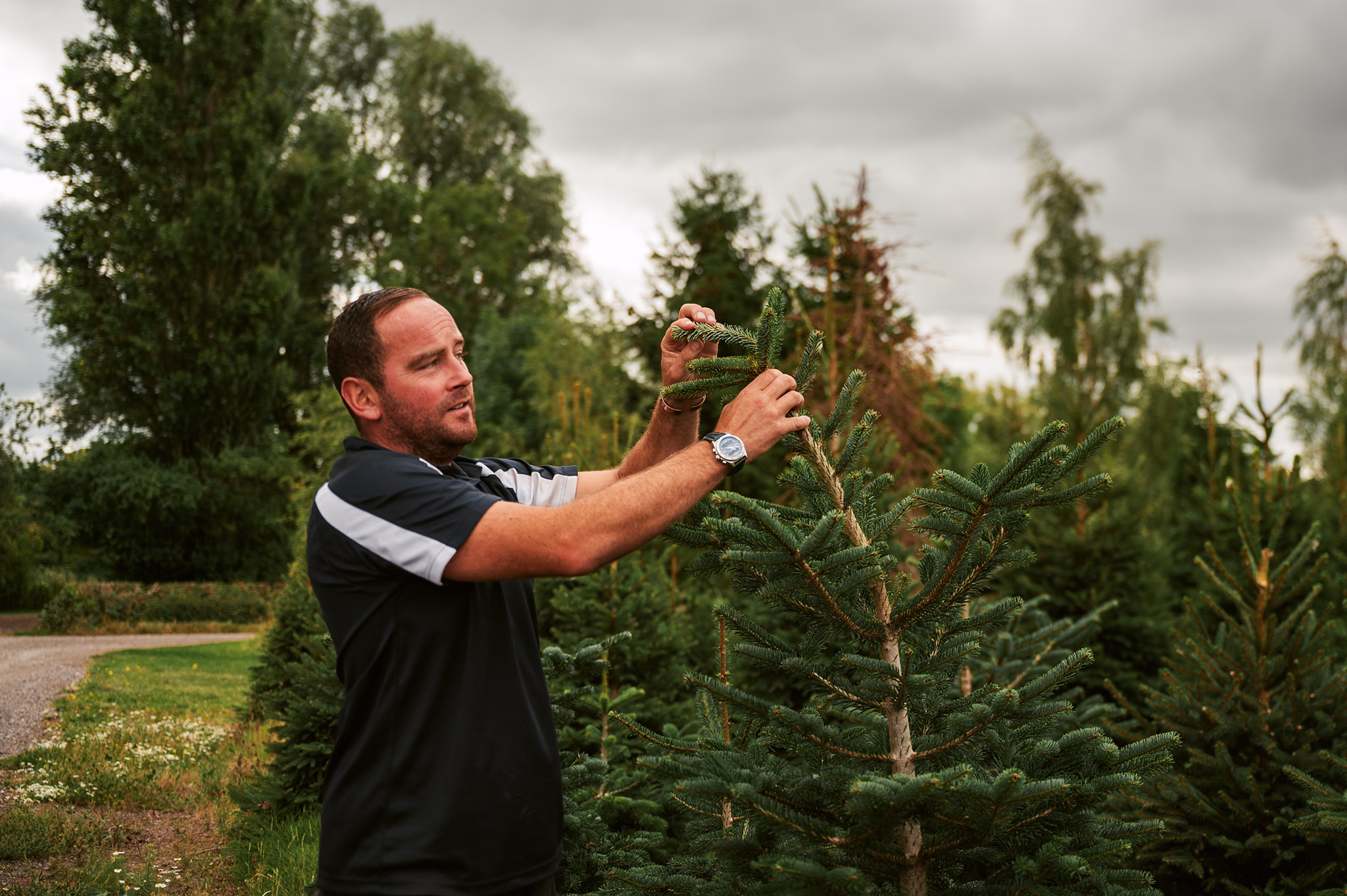 A man inspects the top of a christmas tree