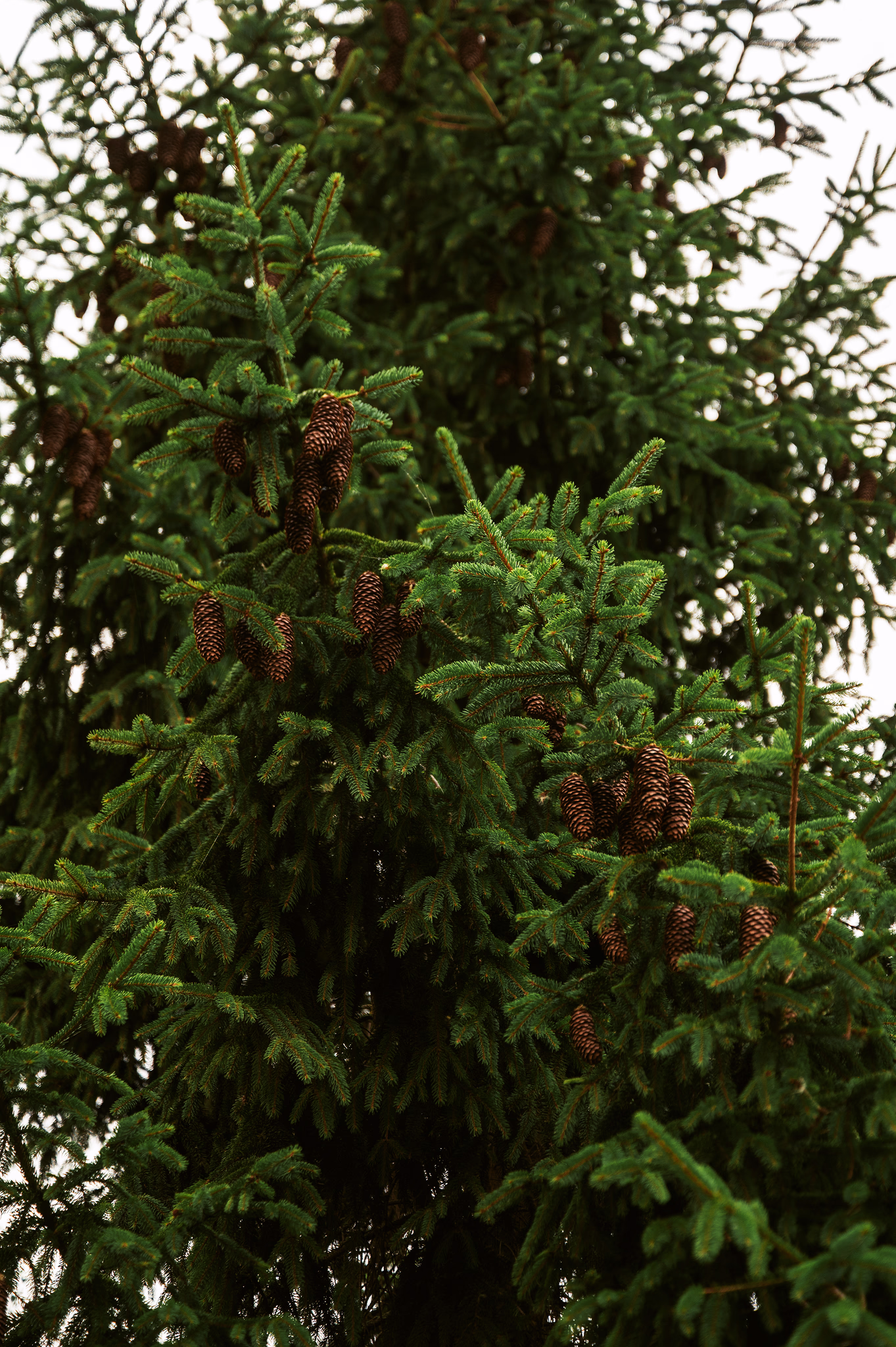 A large evergreen tree occluding the sky in the background with large pinecones on