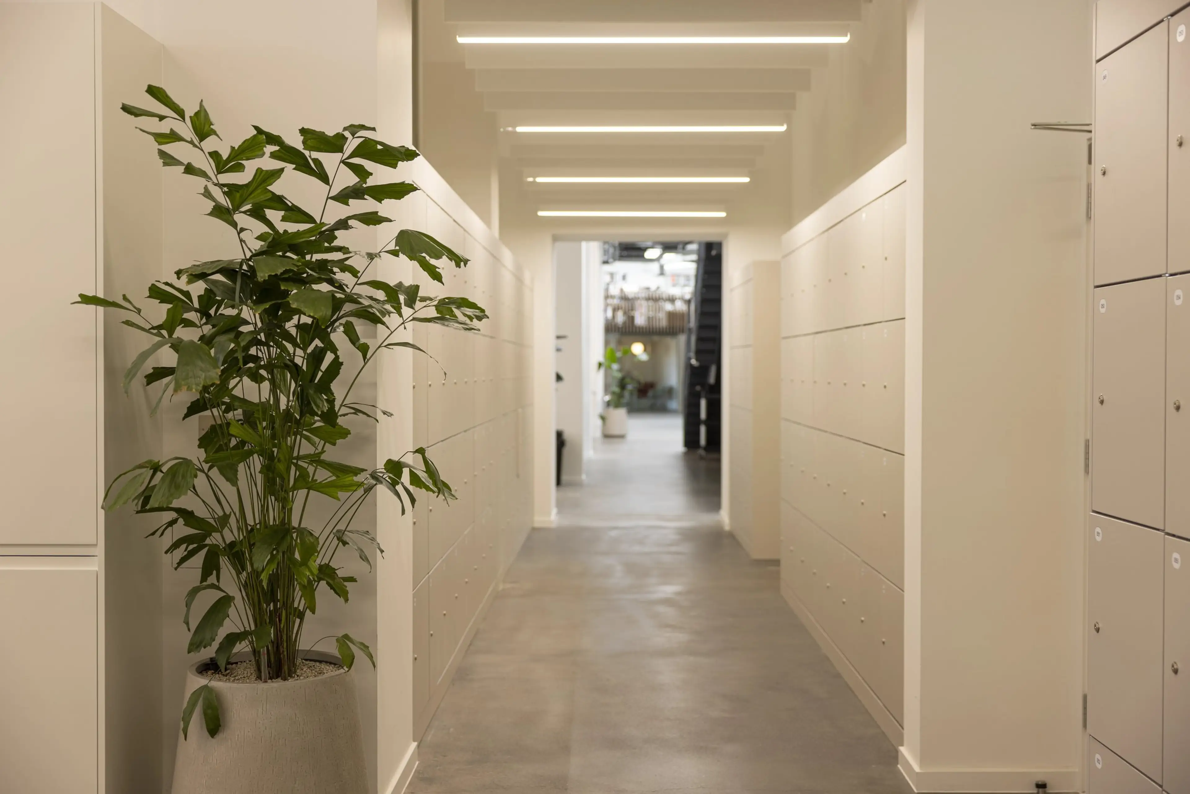A long office corridor, with an office plant in the foreground