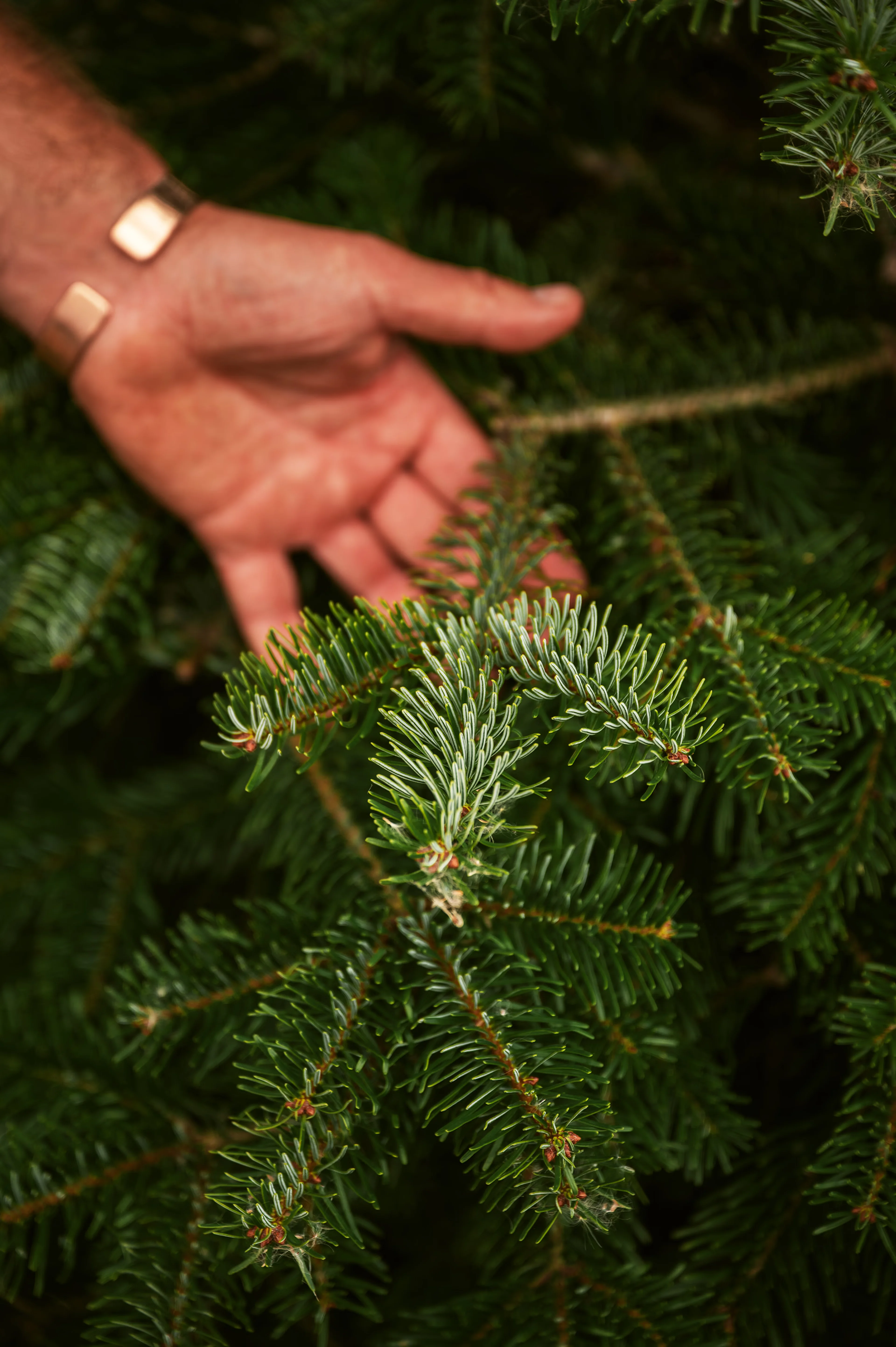 hand touching christmas tree branch