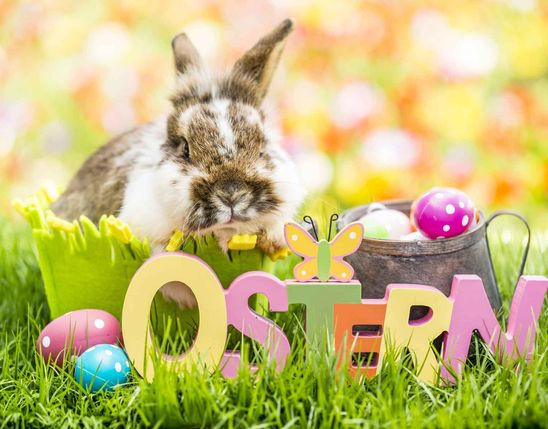 Kaninchen im Gras mit bunten Ostereiern und dem Schriftzug OSTERN vor Frühlingshintergrund.