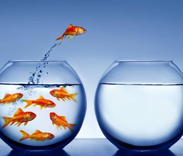 A goldfish jumps from a crowded bowl to an empty one, symbolizing turnover and change.