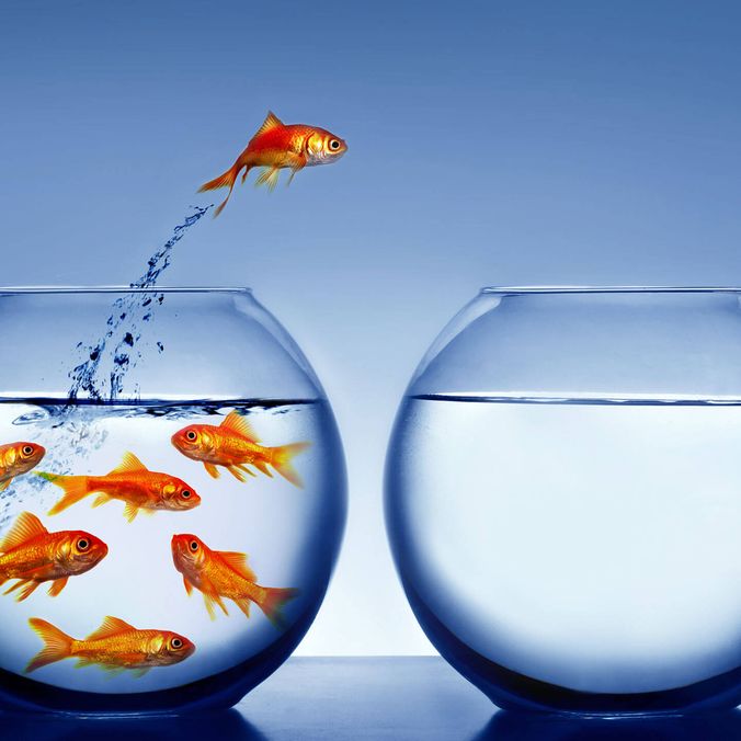 A goldfish jumps from a crowded bowl to an empty one, symbolizing turnover and change.