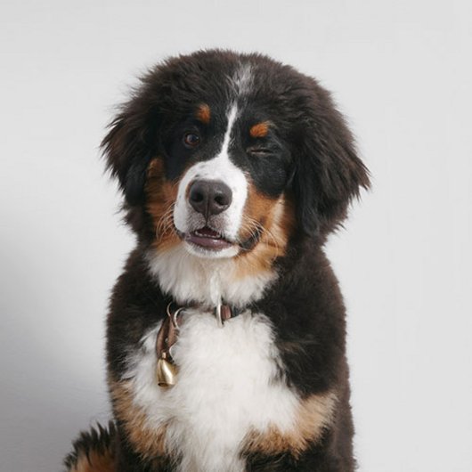 Benji von der Bärenschmiede