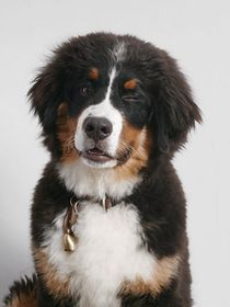 Benji von der Bärenschmiede