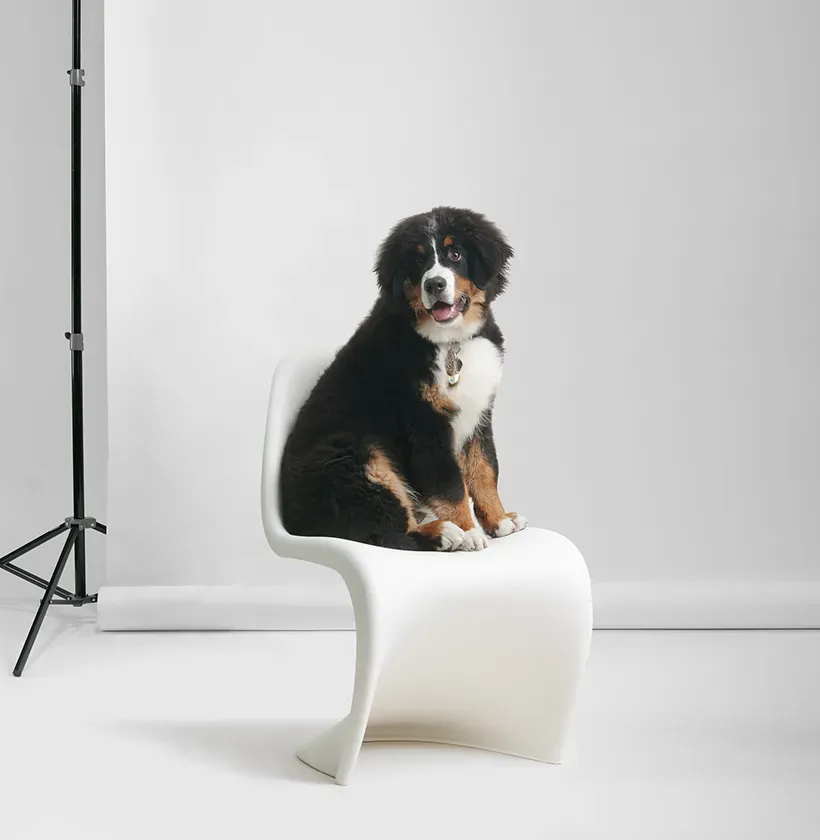 Benji von der Bärenschmiede