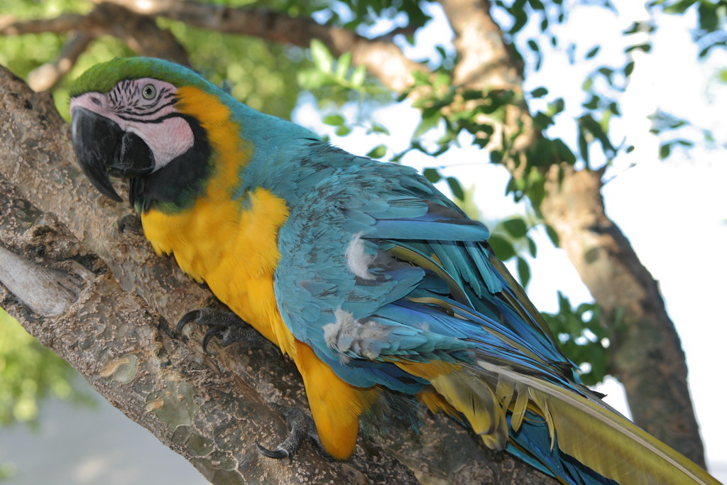 Papegojan på bilden är inte identisk med papegojan som omnämns i artikeln