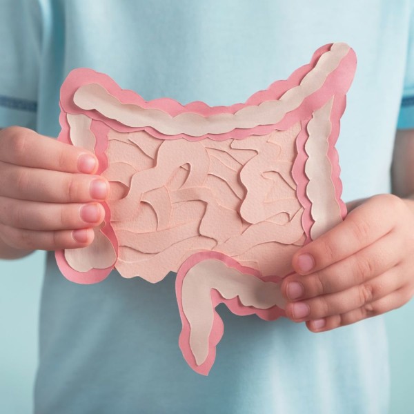 Schéma des intestins pour situer la zone d'action des probiotiques pour la flore intestinale