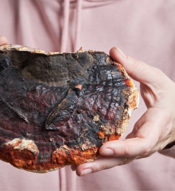Gros plan sur le champignon adaptogène appelé reishi