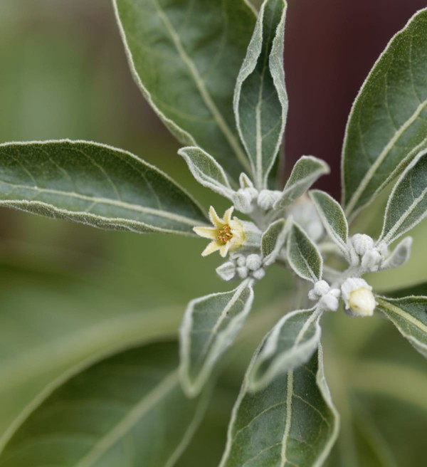 Gros plan sur la plante adaptogène appelée ashwangandha