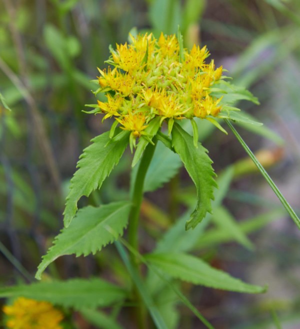 Gros plan sur la plante adaptogène appelée rhodiole