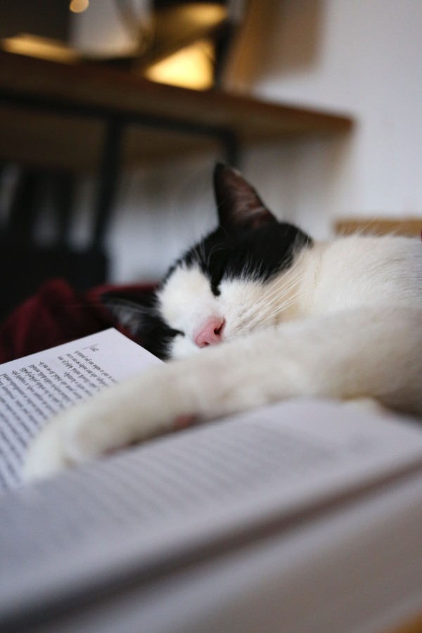 Chat en train de dormir, la patte posée sur un livre ouvert